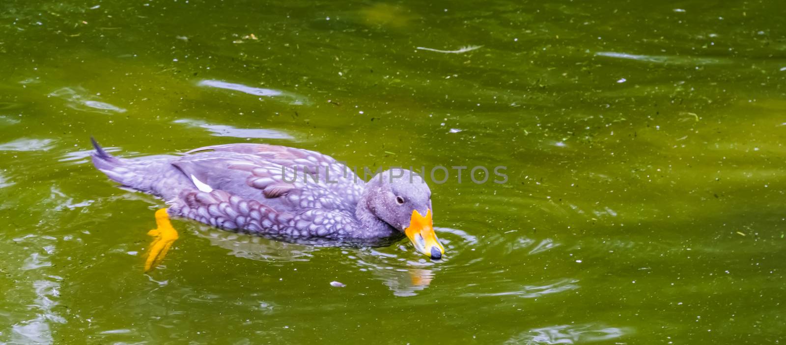 fuegian steamer duck floating on the water in closeup, tropical bird specie from south America