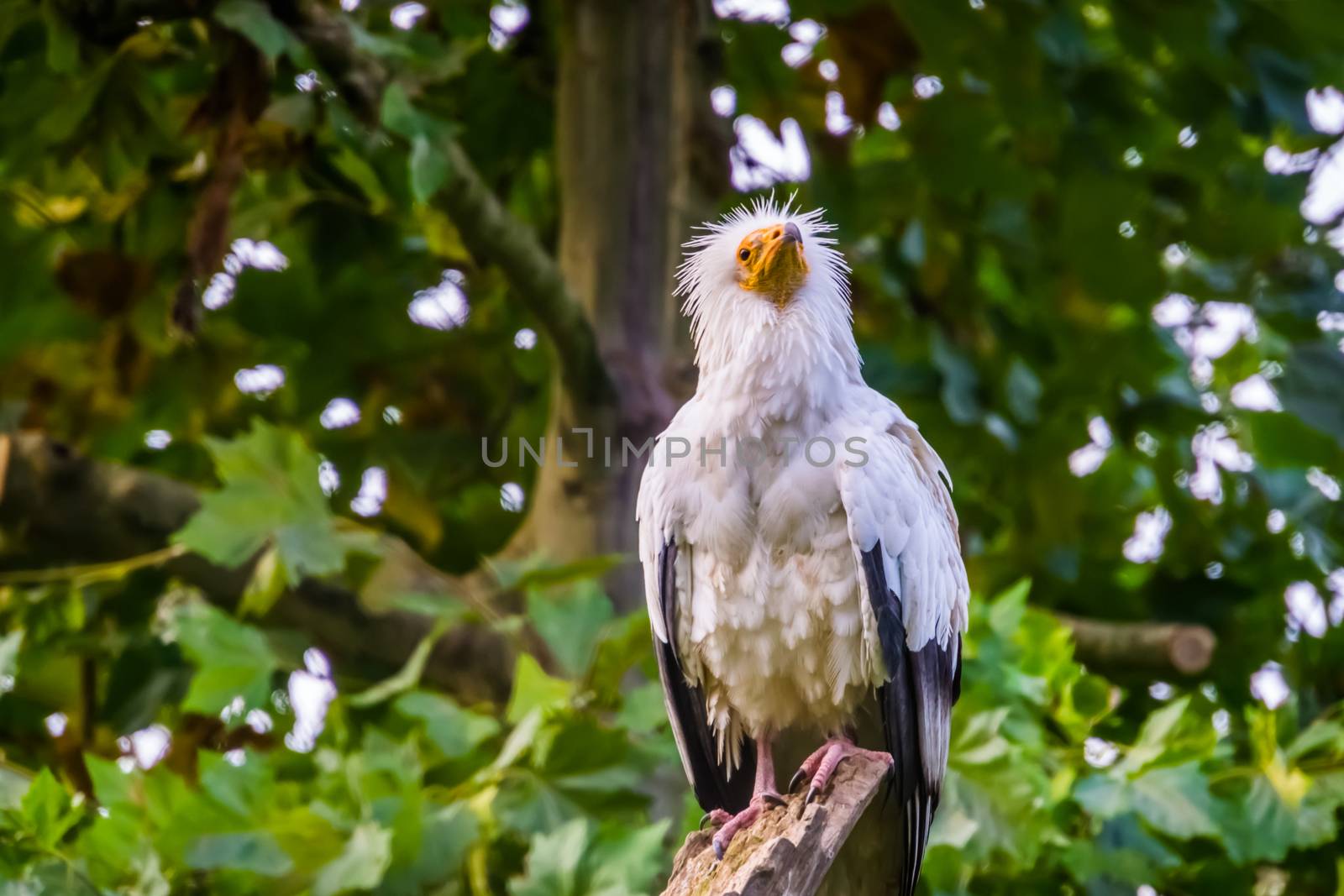 closeup of a white egyptian vulture sitting on a tree branch, tropical scavenger bird specie from Africa