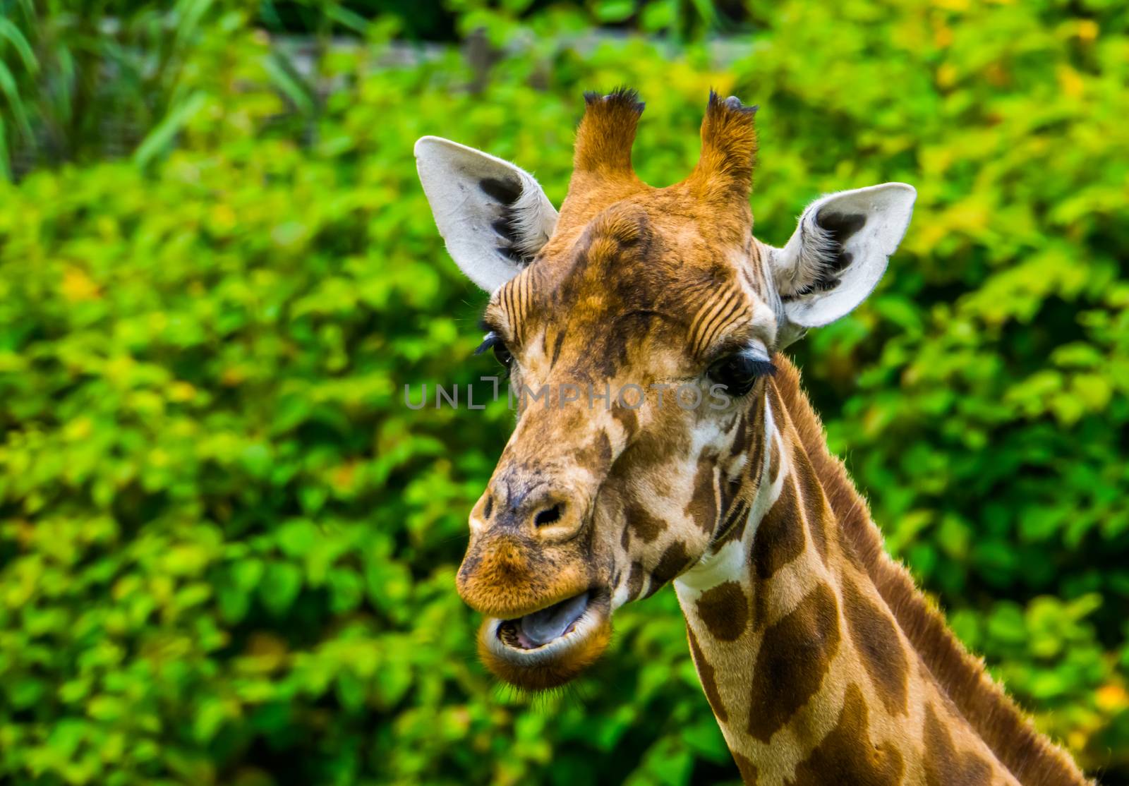 closeup of the face of a kordofan giraffe chewing, critically endangered animal specie from Sudan in Africa