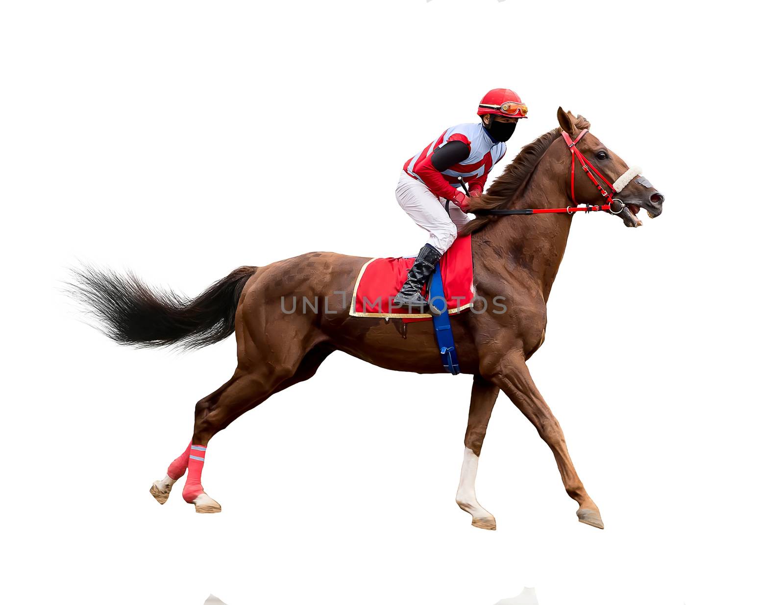 jockey horse racing isolated on white background