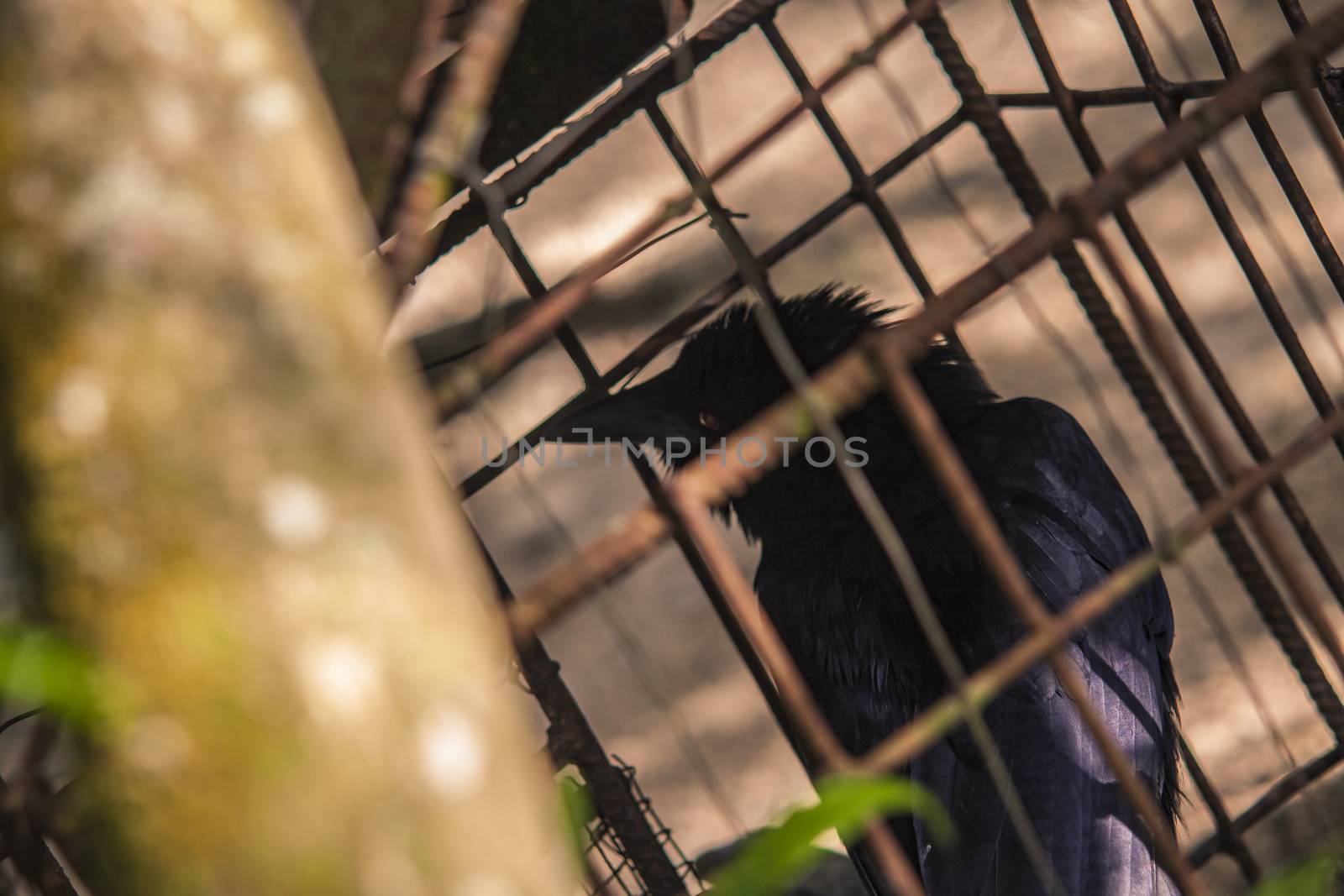 Black Crow in a small iron cage