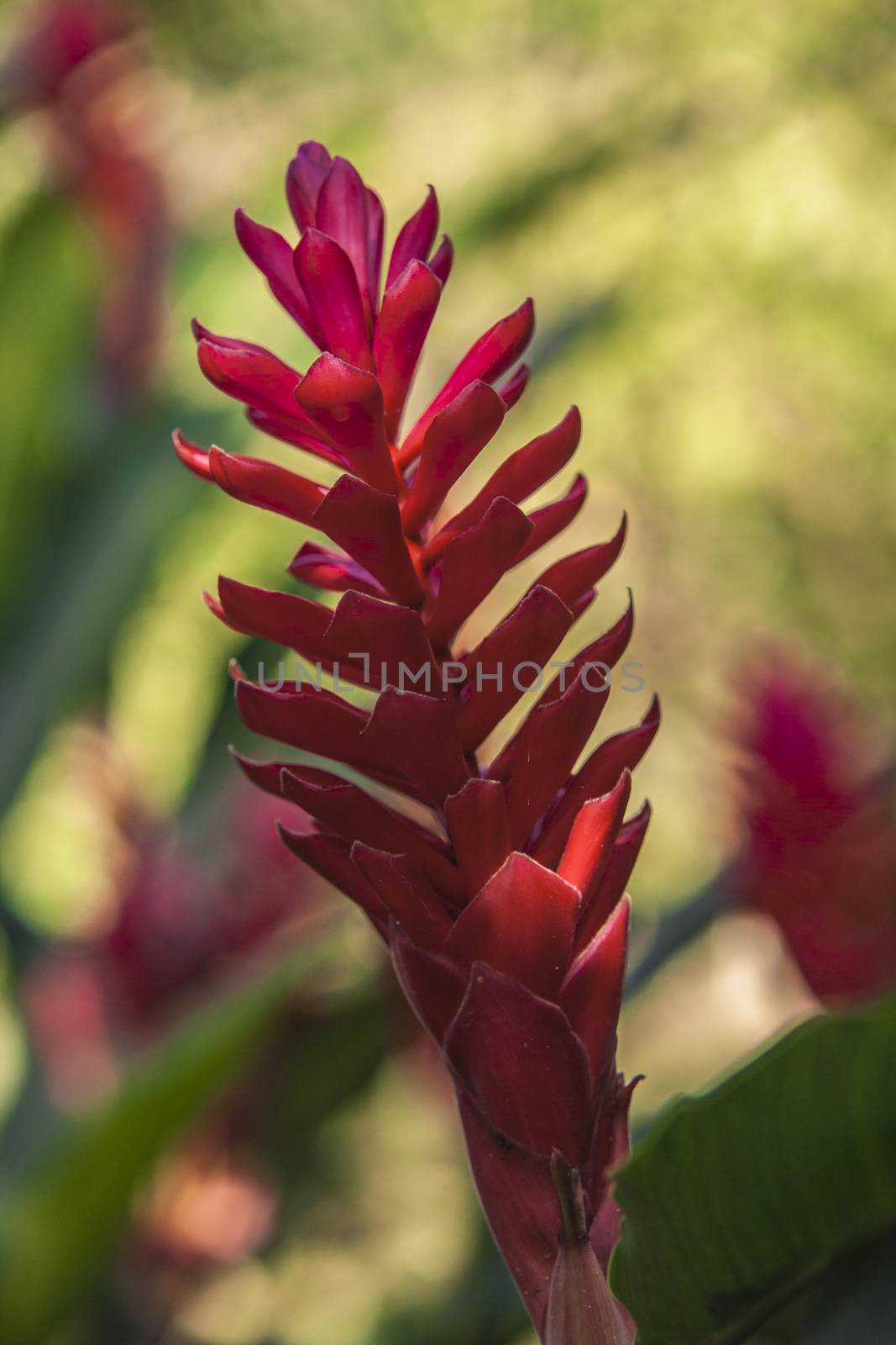 Red tropical flower in tropical forest in Dominican republic
