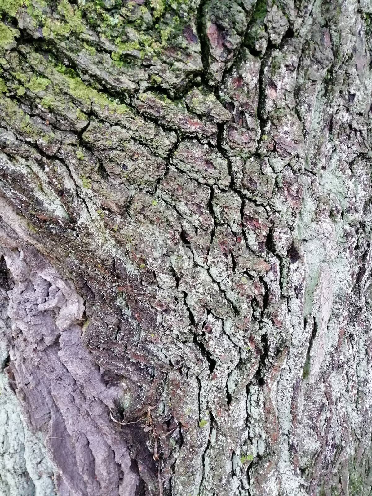 Close up of varicolored old wood with mossy textured pattern