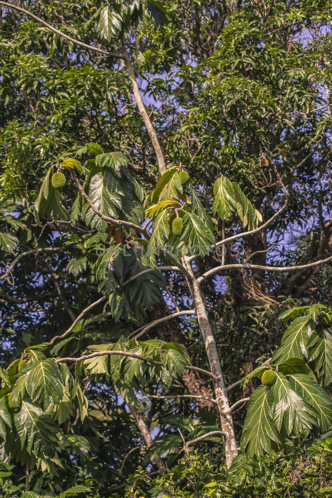 Cocoa plant in Nature by pippocarlot