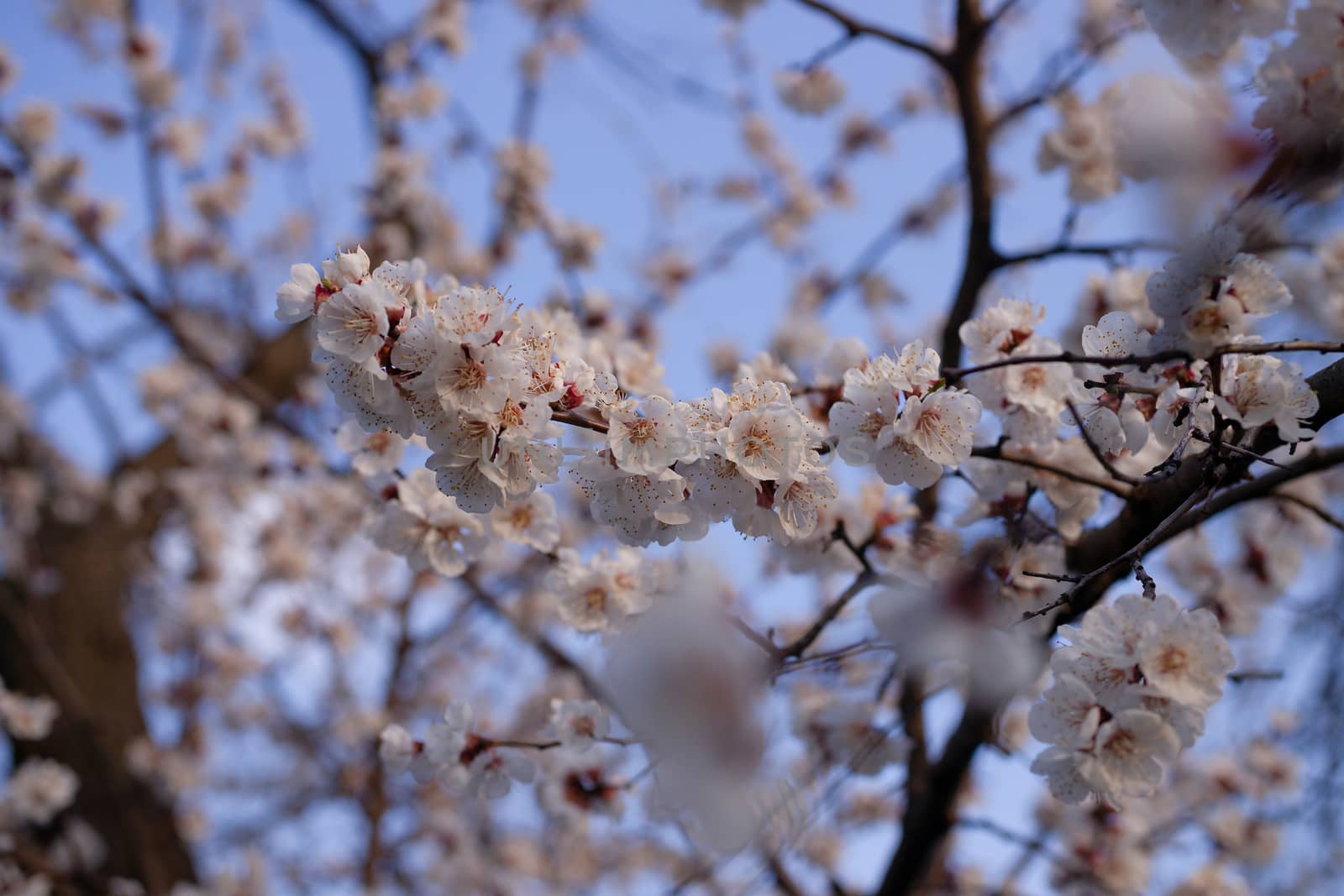 Apricot flowers on blurred blue sky background. Sprind day by alexsdriver