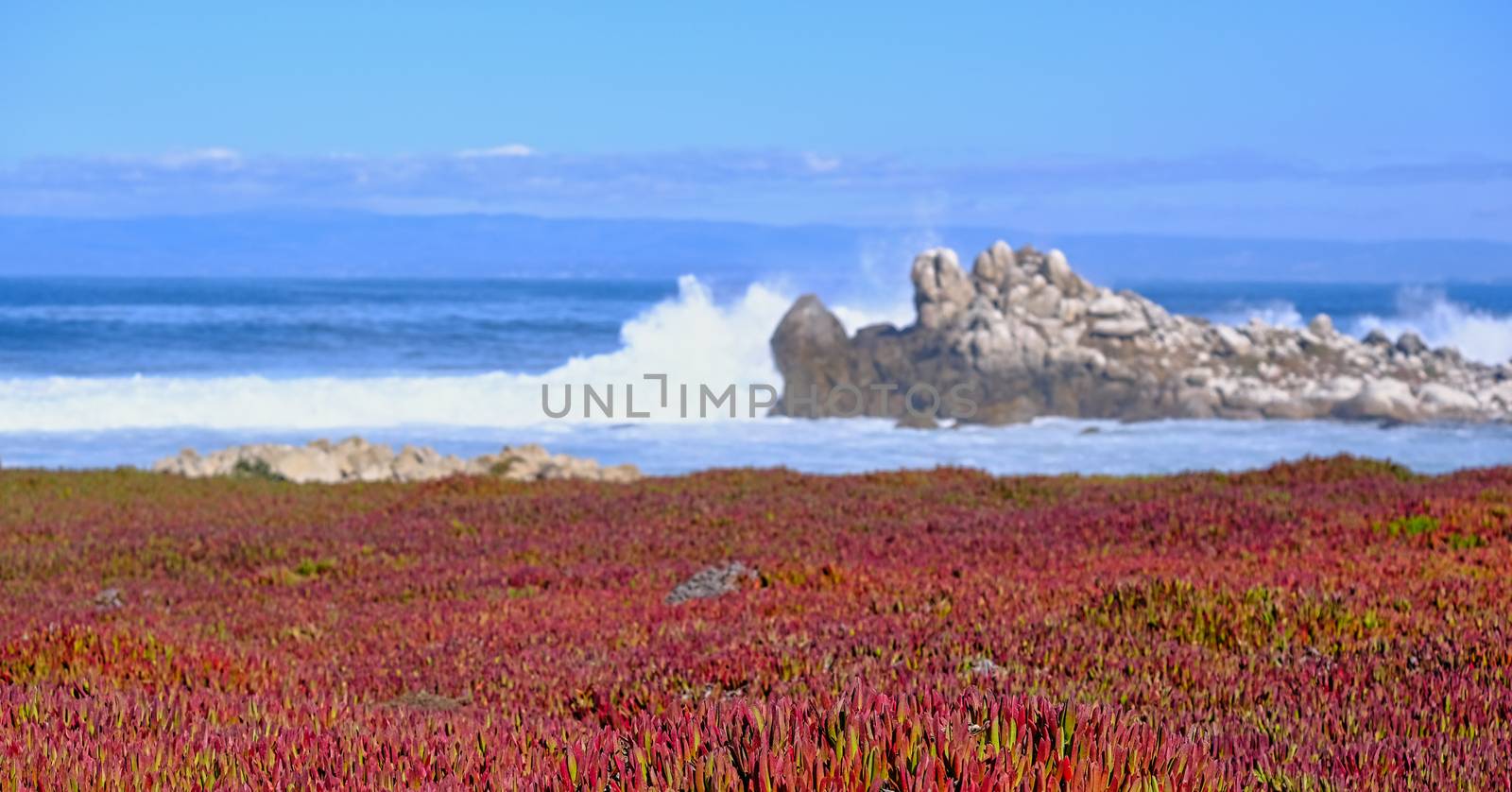 Carpet of Red Flowers in Pacific Grove by dbvirago