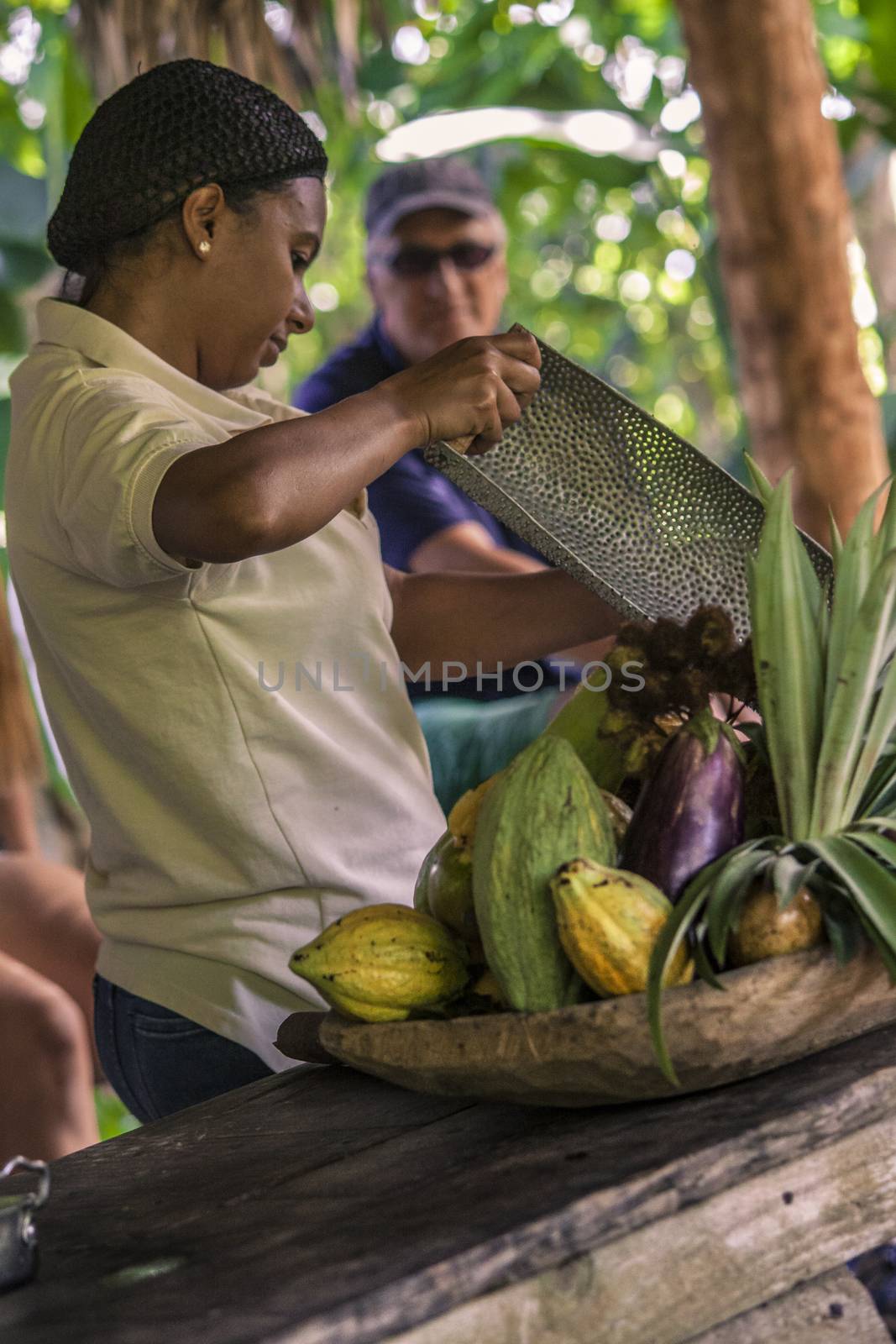 MONTANA REDONDA, DOMINICAN REPUBLIC 27 DECEMBER 2019: Woman works in a cocoa cultivation in the Dominican Republic