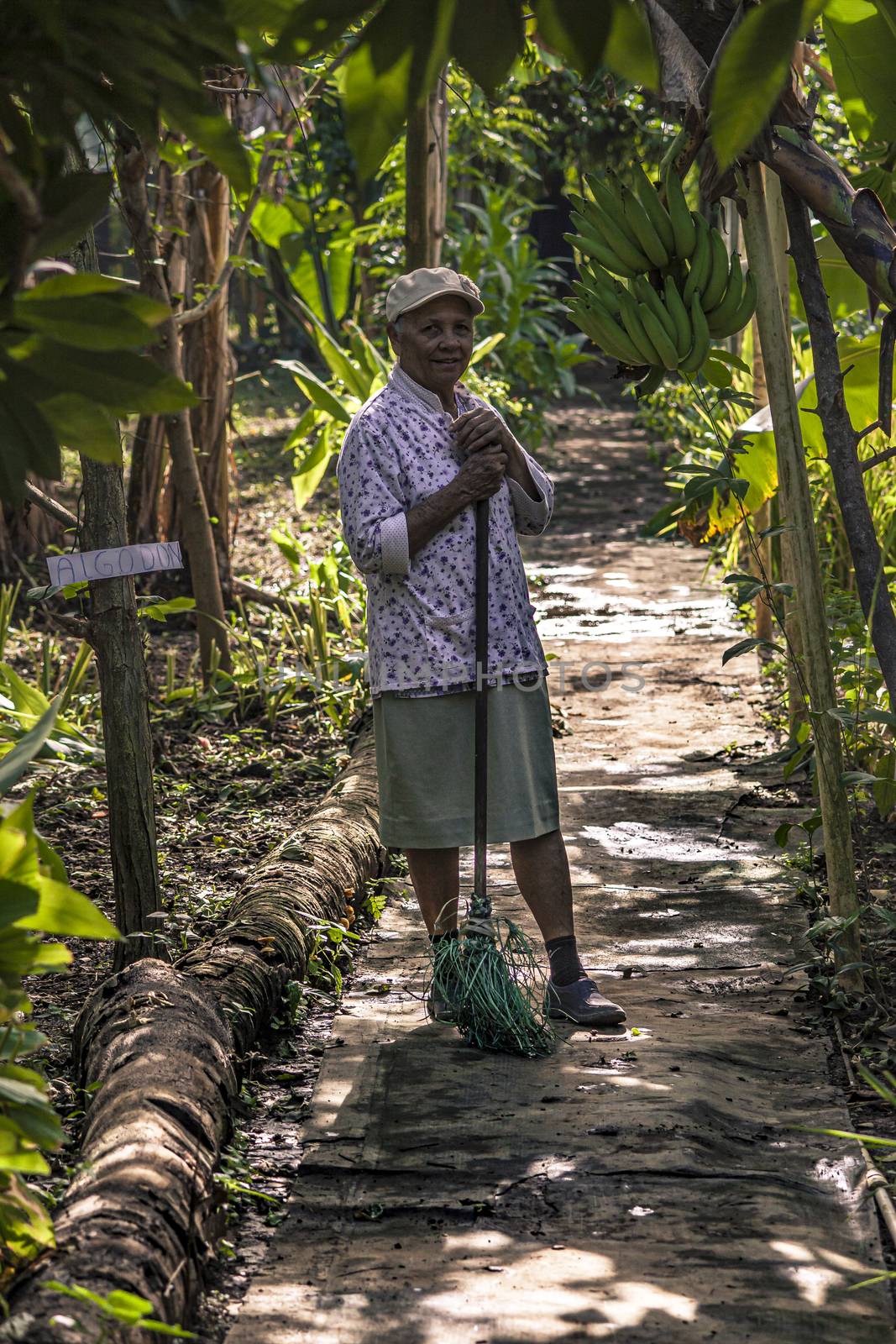 MONTANA REDONDA, DOMINICAN REPUBLIC 27 DECEMBER 2019: Man works in an avocado cultivation in the Dominican Republic