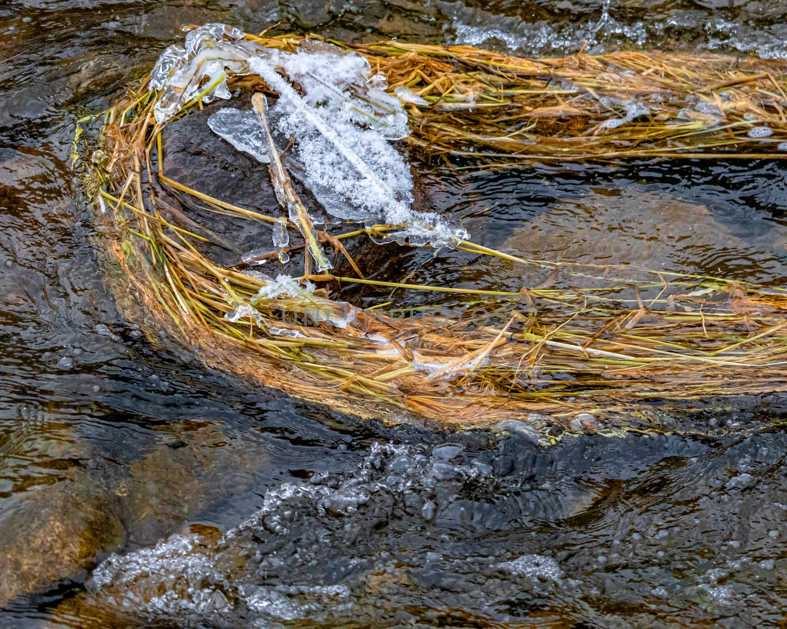 Weeds trapped on an icy rock in the stream by colintemple