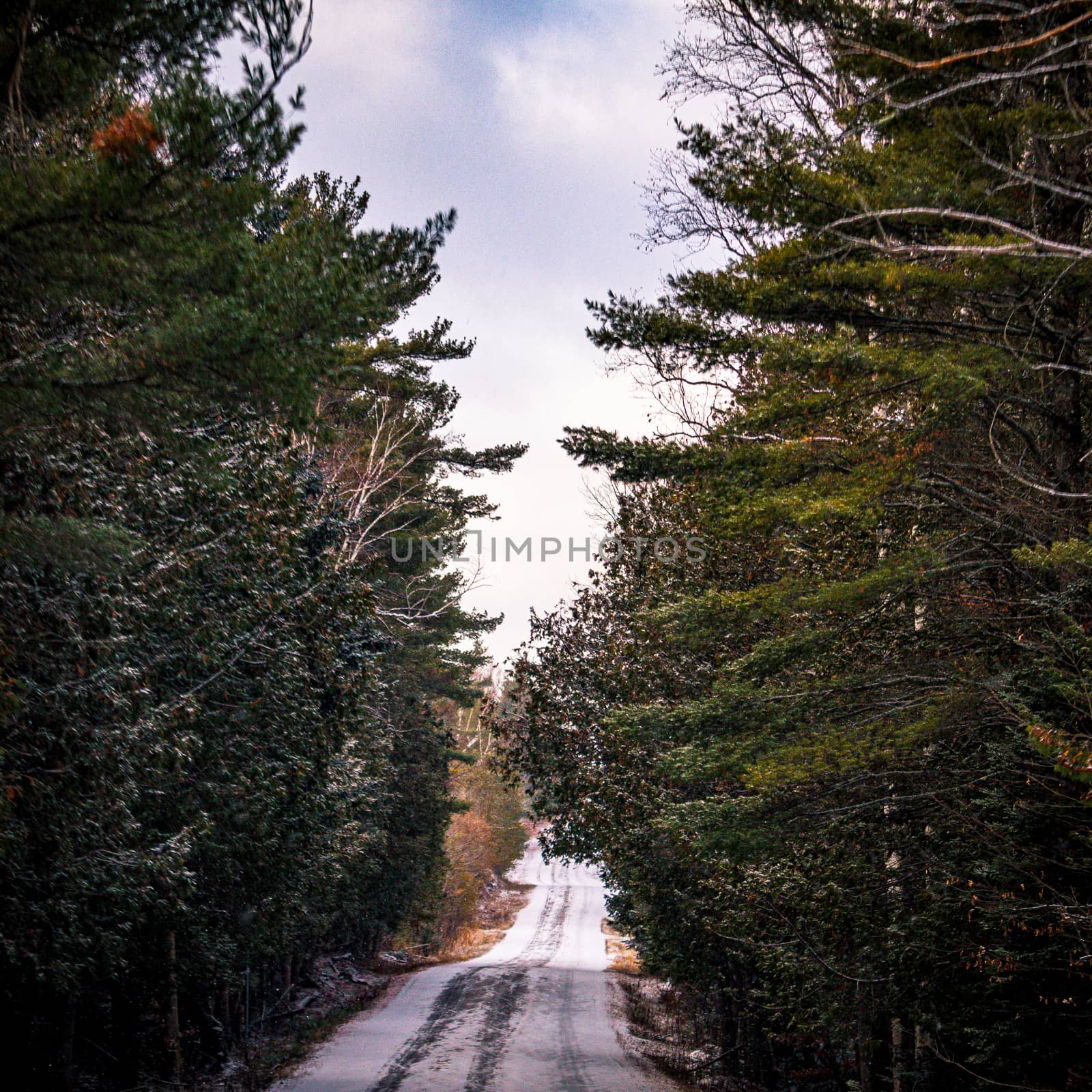 Snowy narrow country road through forested land by colintemple