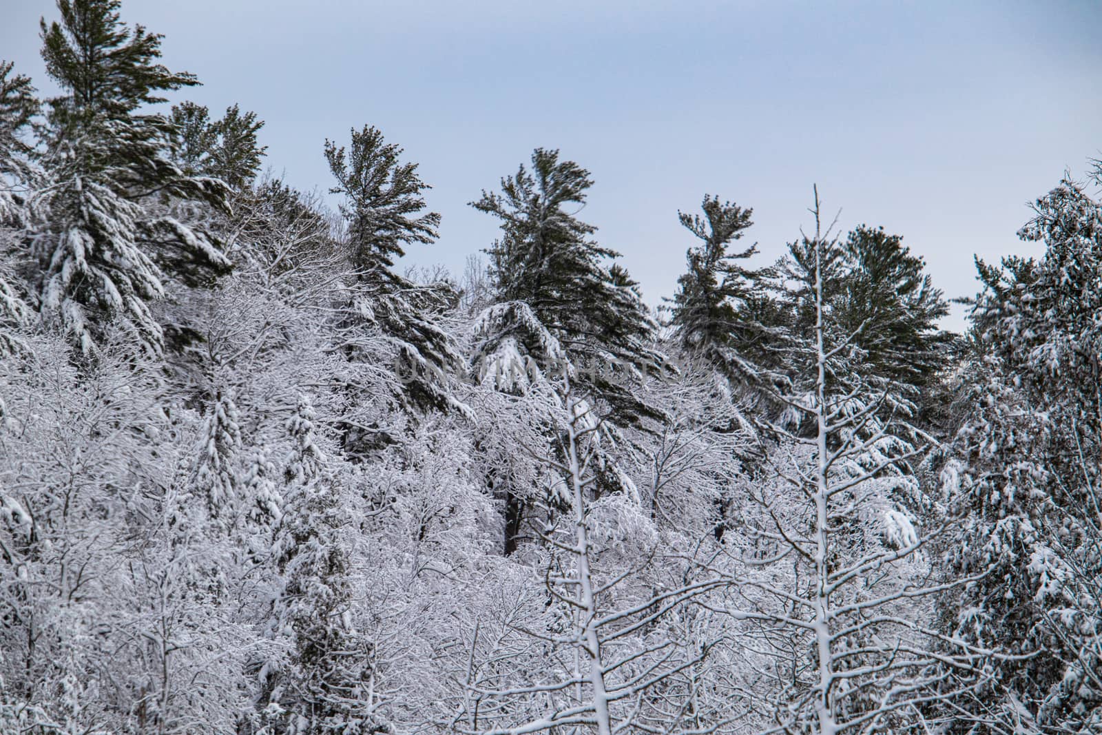 Snow-covered trees of a forest in winter by colintemple