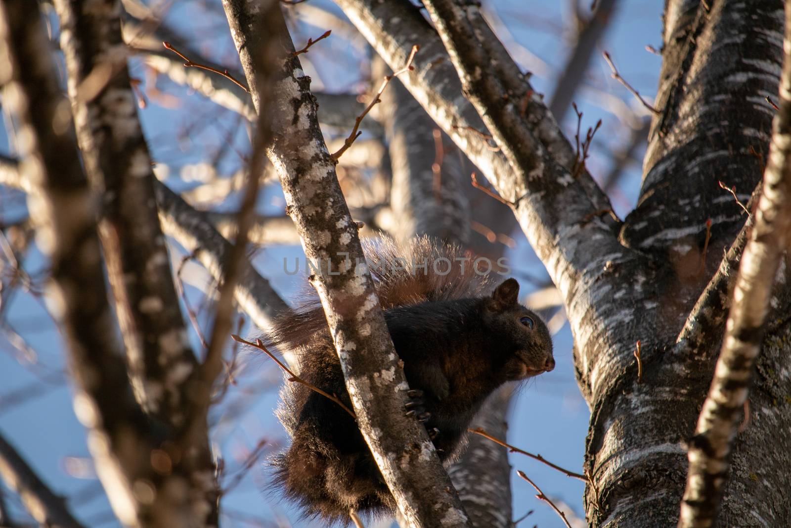 A black-colored eastern gray squirrel (Sciurus carolinensis) is perched on the branch of a tree and seen from below.