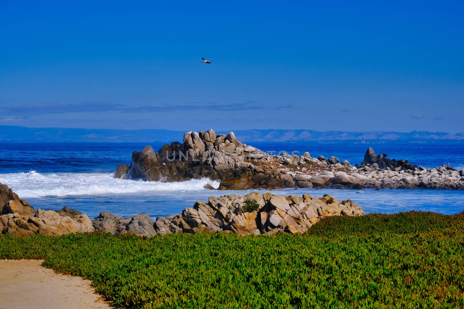 Green Ground Cover on Pacific Grove Beach with Crashing Surf
