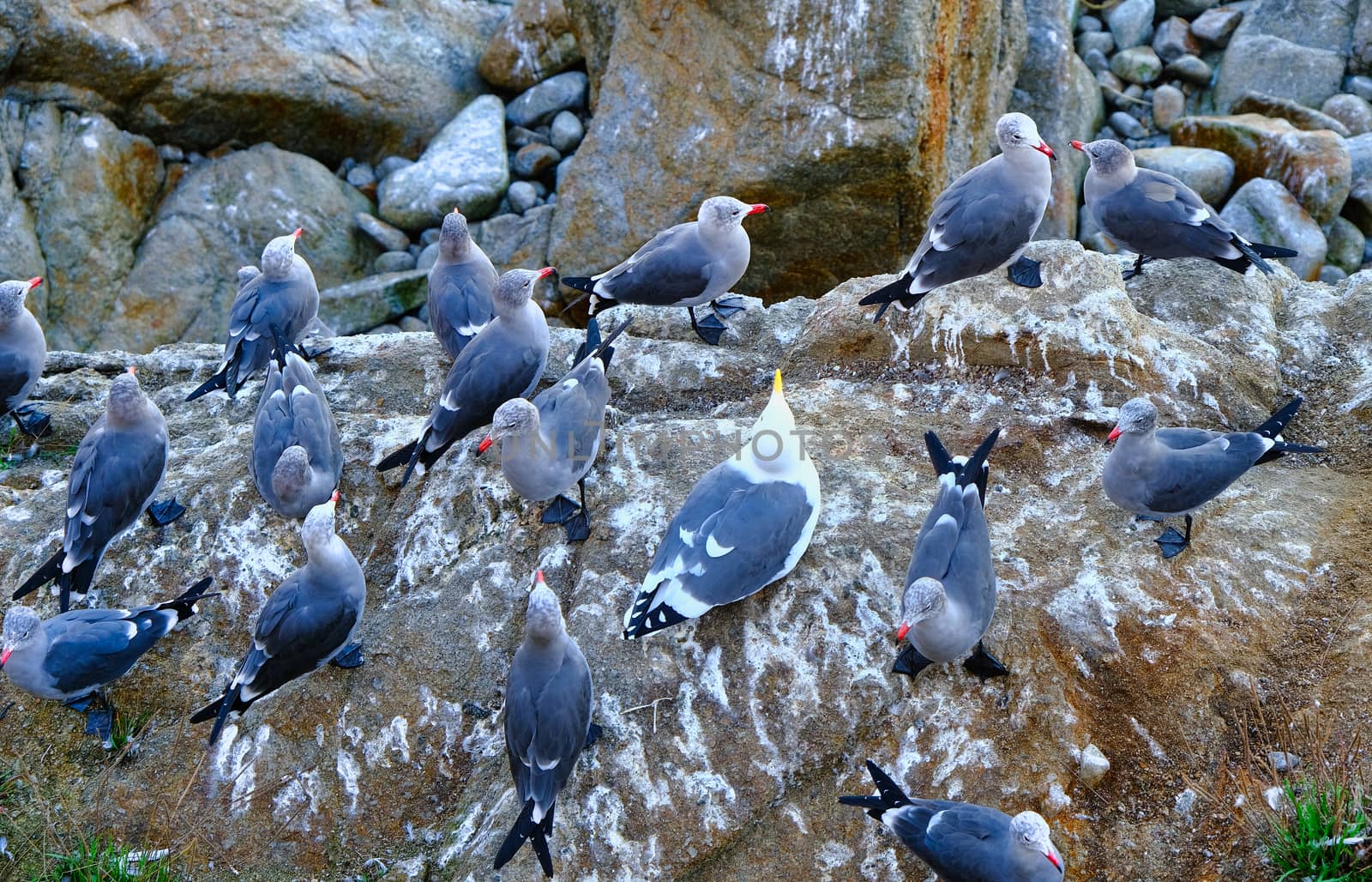 Seagulls on Rocks on the Coast of California
