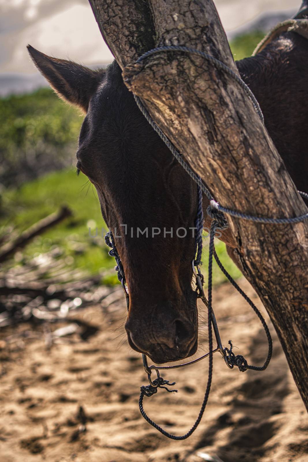 Horse tied to a tree by pippocarlot