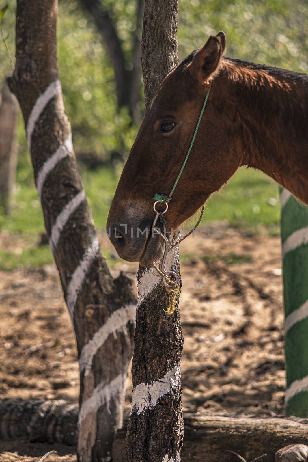 Horses tied to a tree in a group during a trip to the Dominican Republic