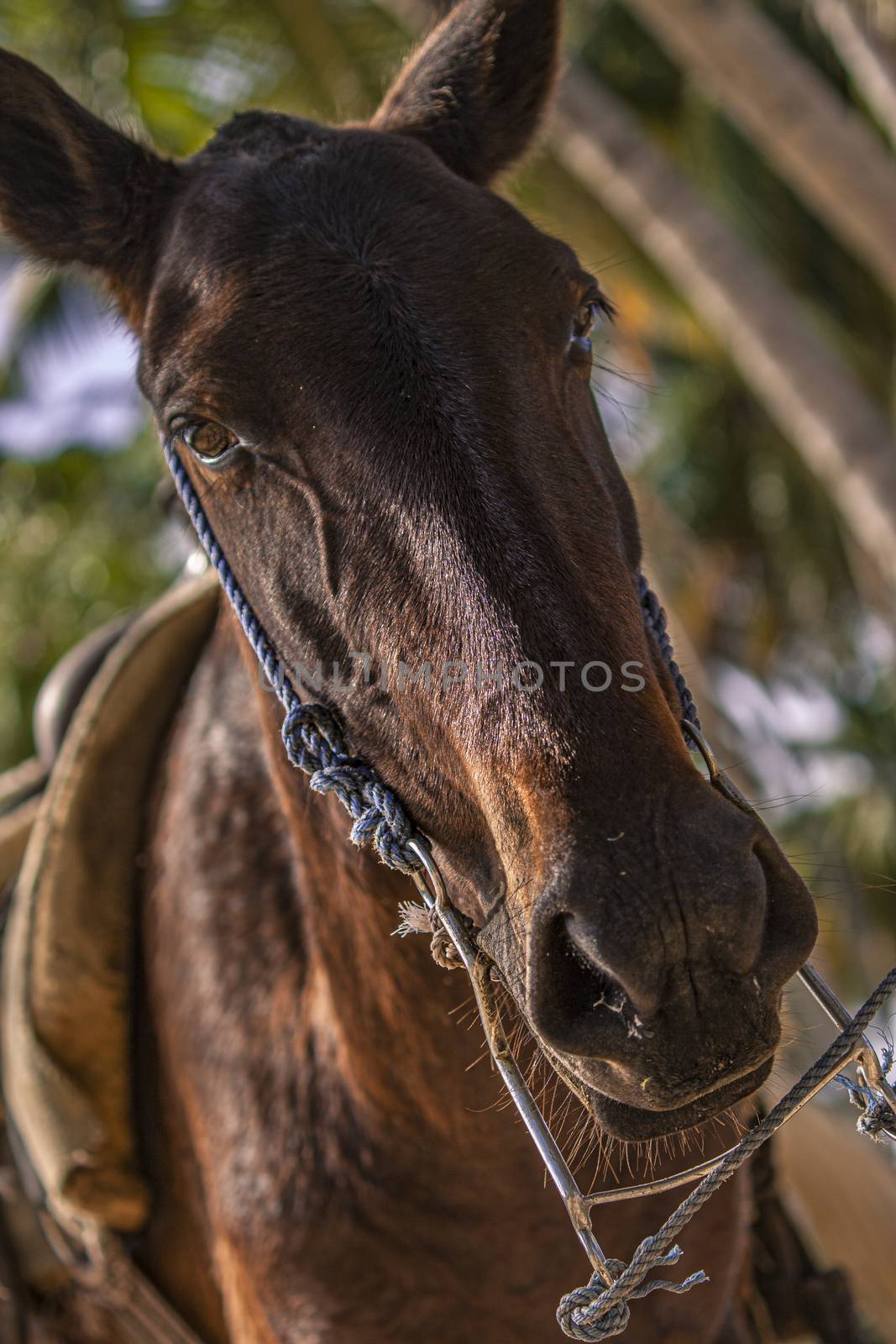 Horse tied to a tree 3 by pippocarlot
