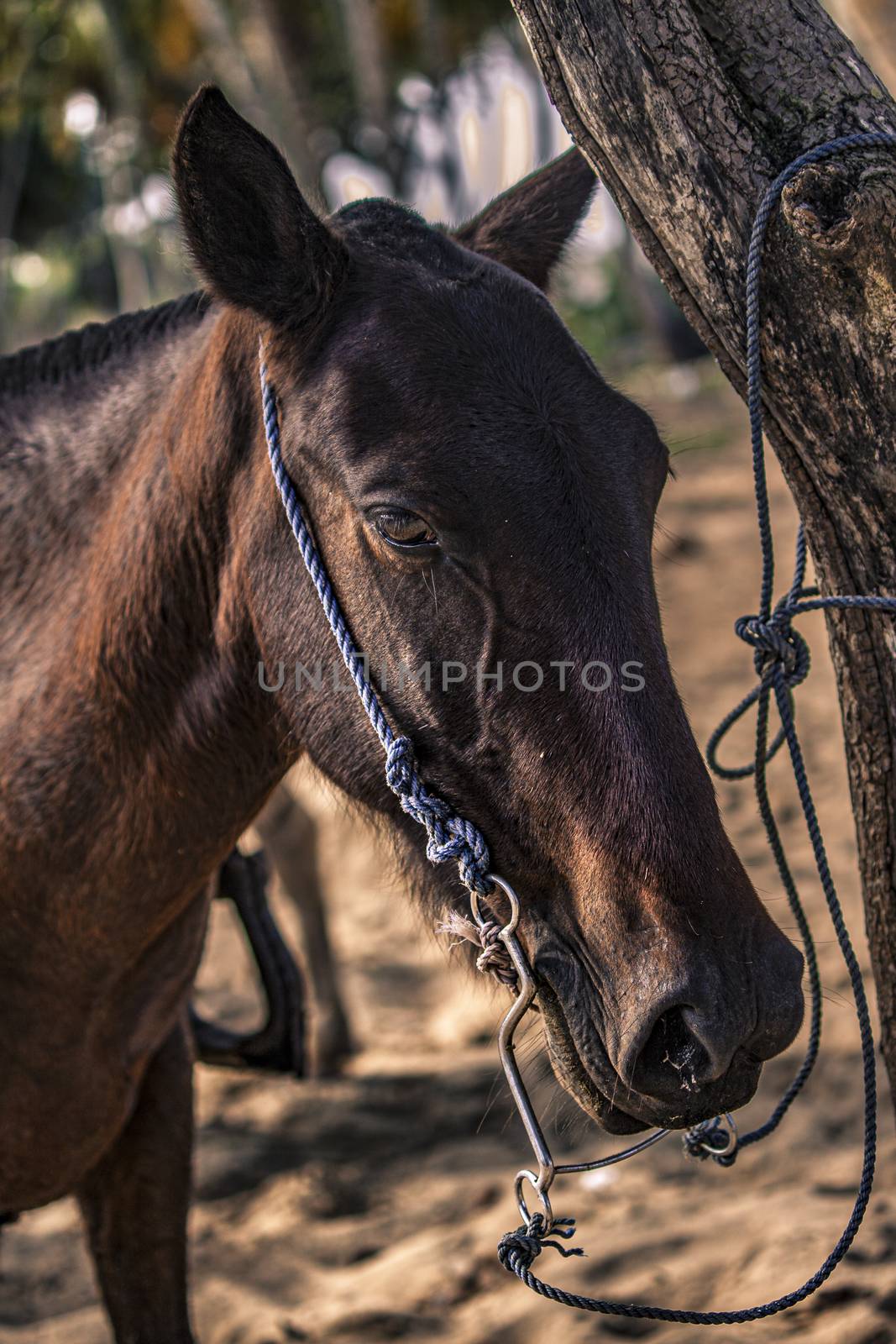 Horses tied to a tree in a group during a trip to the Dominican Republic