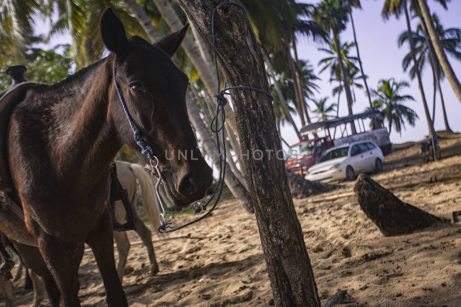 Horses tied in a group waiting to resume the journey
