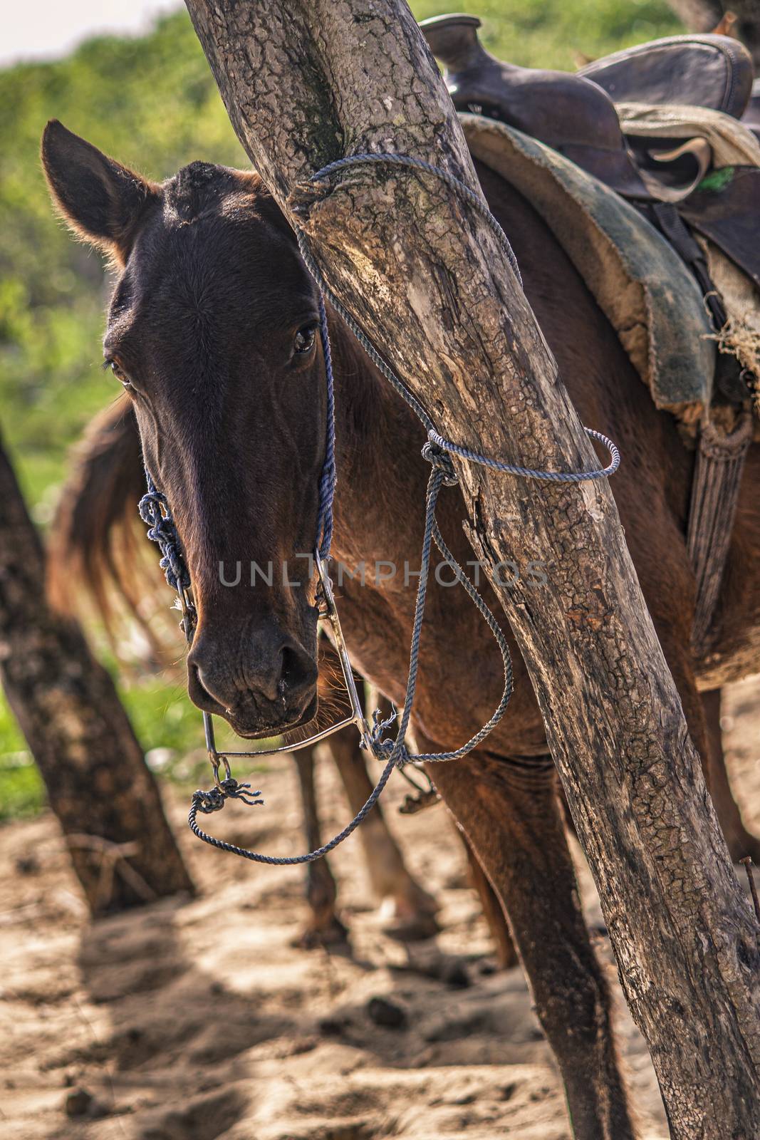 Horse tied to a tree 6 by pippocarlot