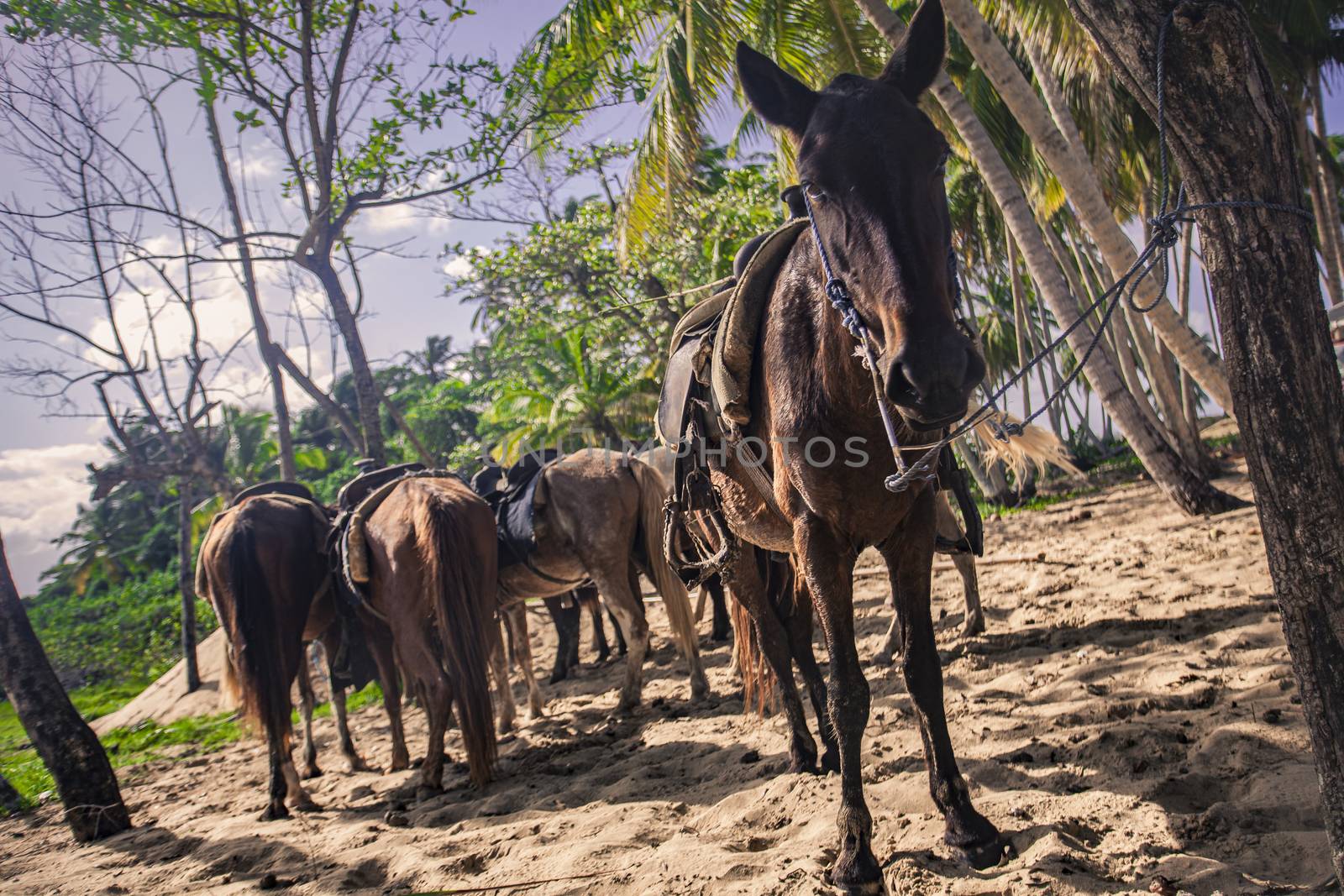 Horses tied in a group waiting to resume the journey