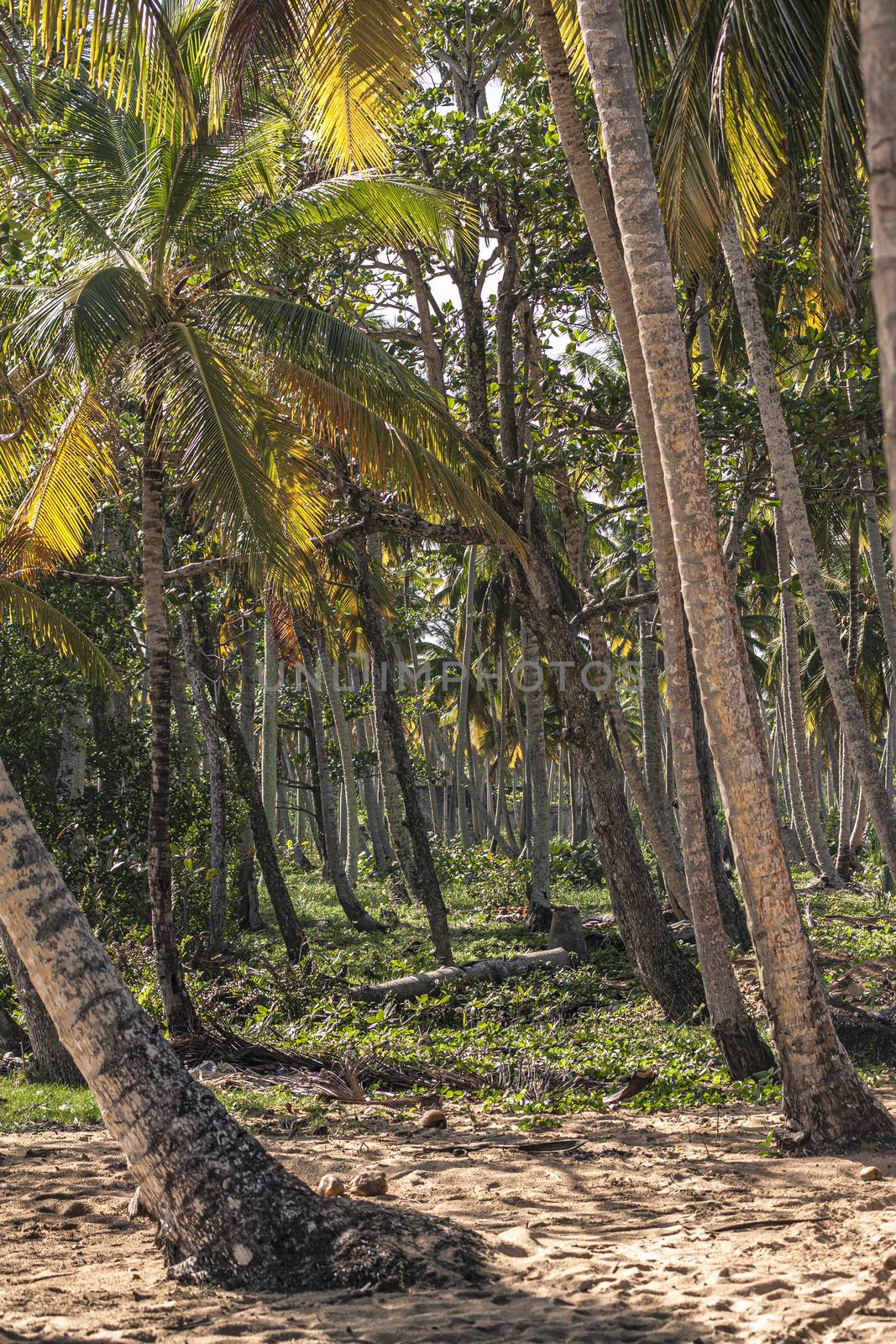 Palm forest at sunset in Dominican Republic