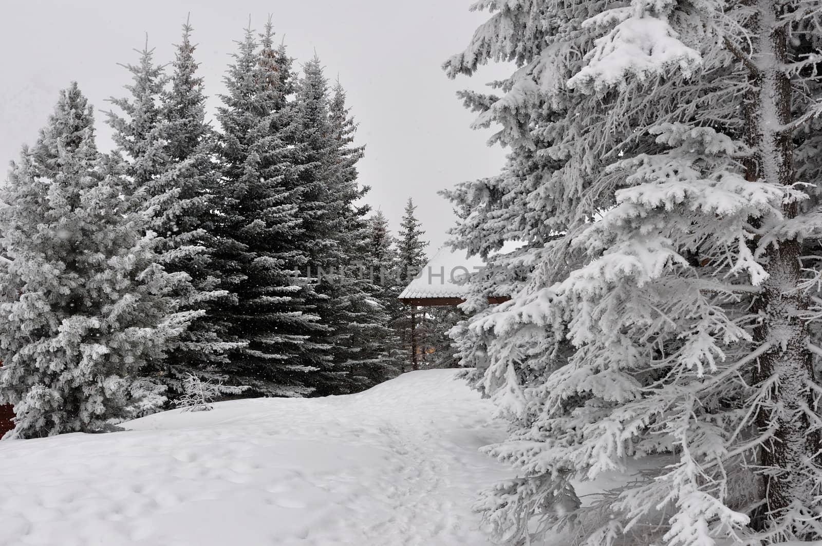 walk in the station of Montgenevre taken by the cold, the snow and the frost. France