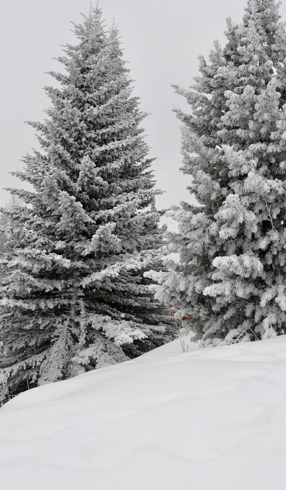 walk in the station of Montgenevre taken by the cold, the snow and the frost. France