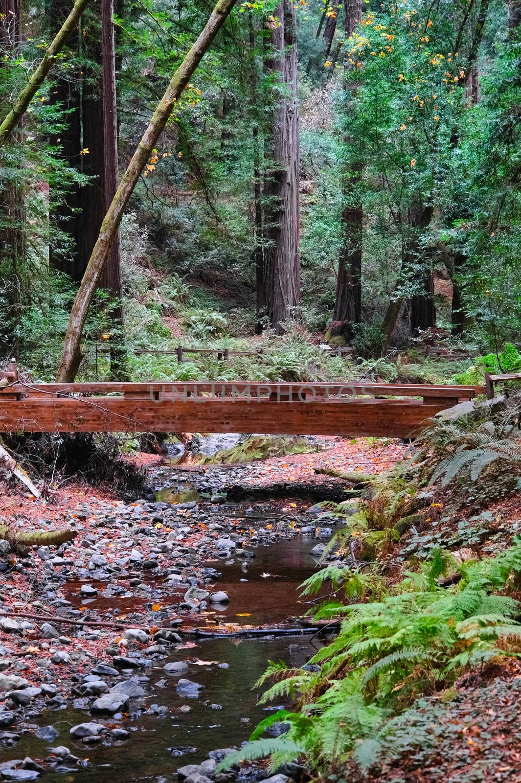 Bridge Over Stream in Redwood Forest