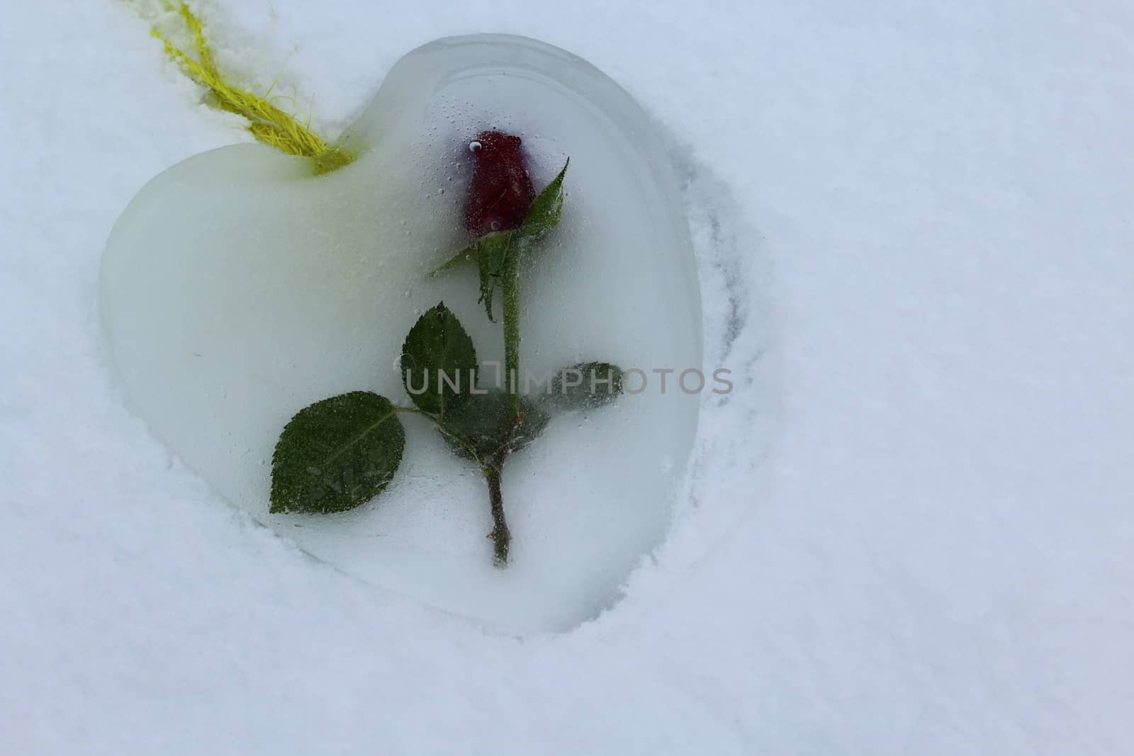 The picture shows an ice heart with a rose in the snow