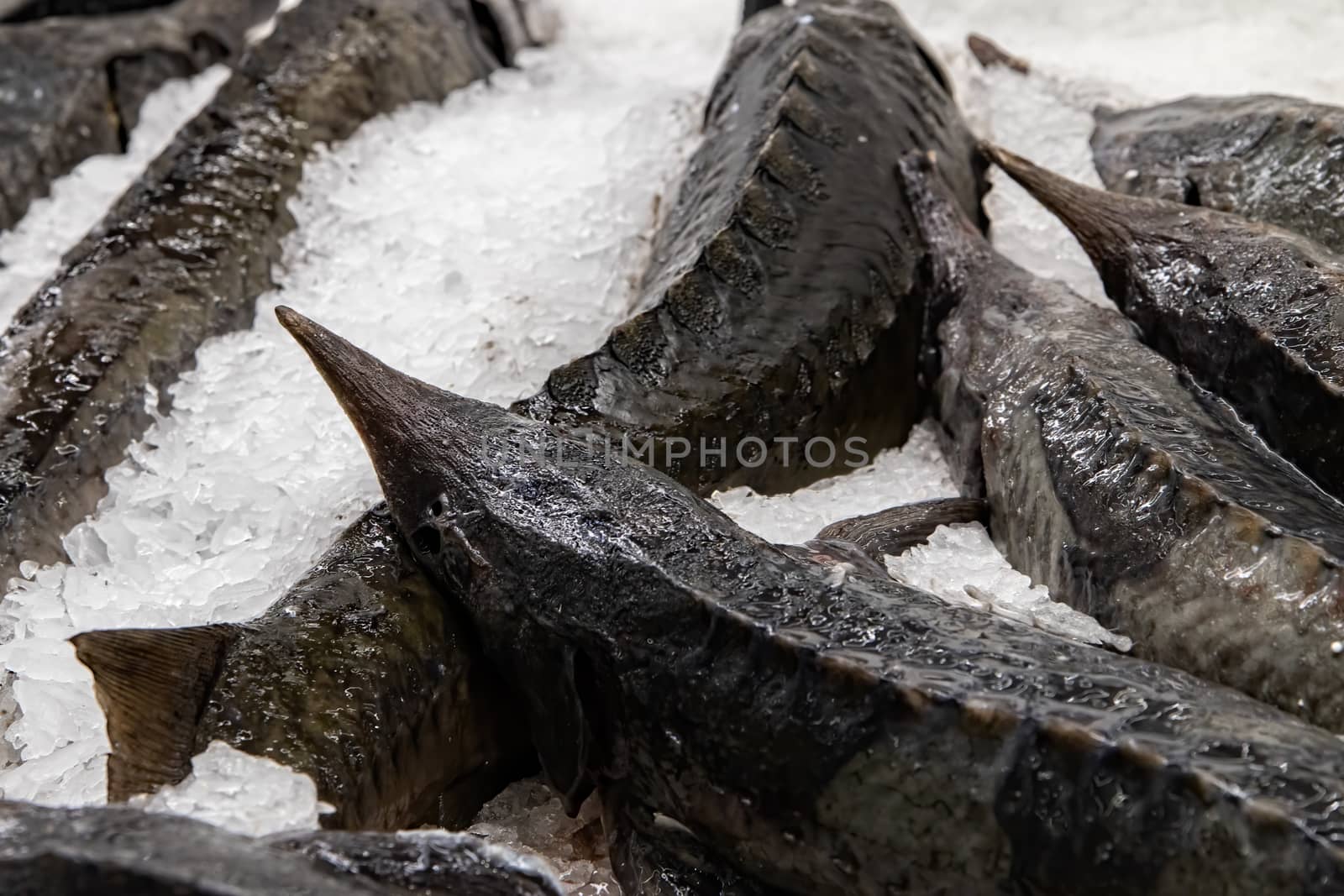 Different types of fresh fish on ice in supermarket, top view. Close up fresh fish on ice bucket or frozen fish in grocery store use for raw food background