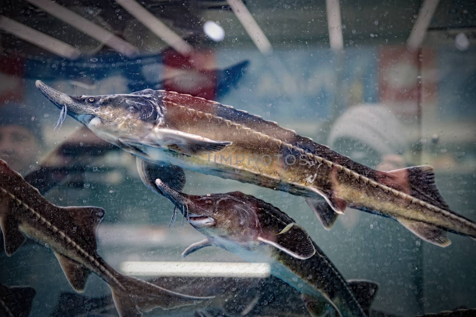 live sturgeon in an aquarium is sold in a grocery store. Food rich in phosphorus. Delicacy.