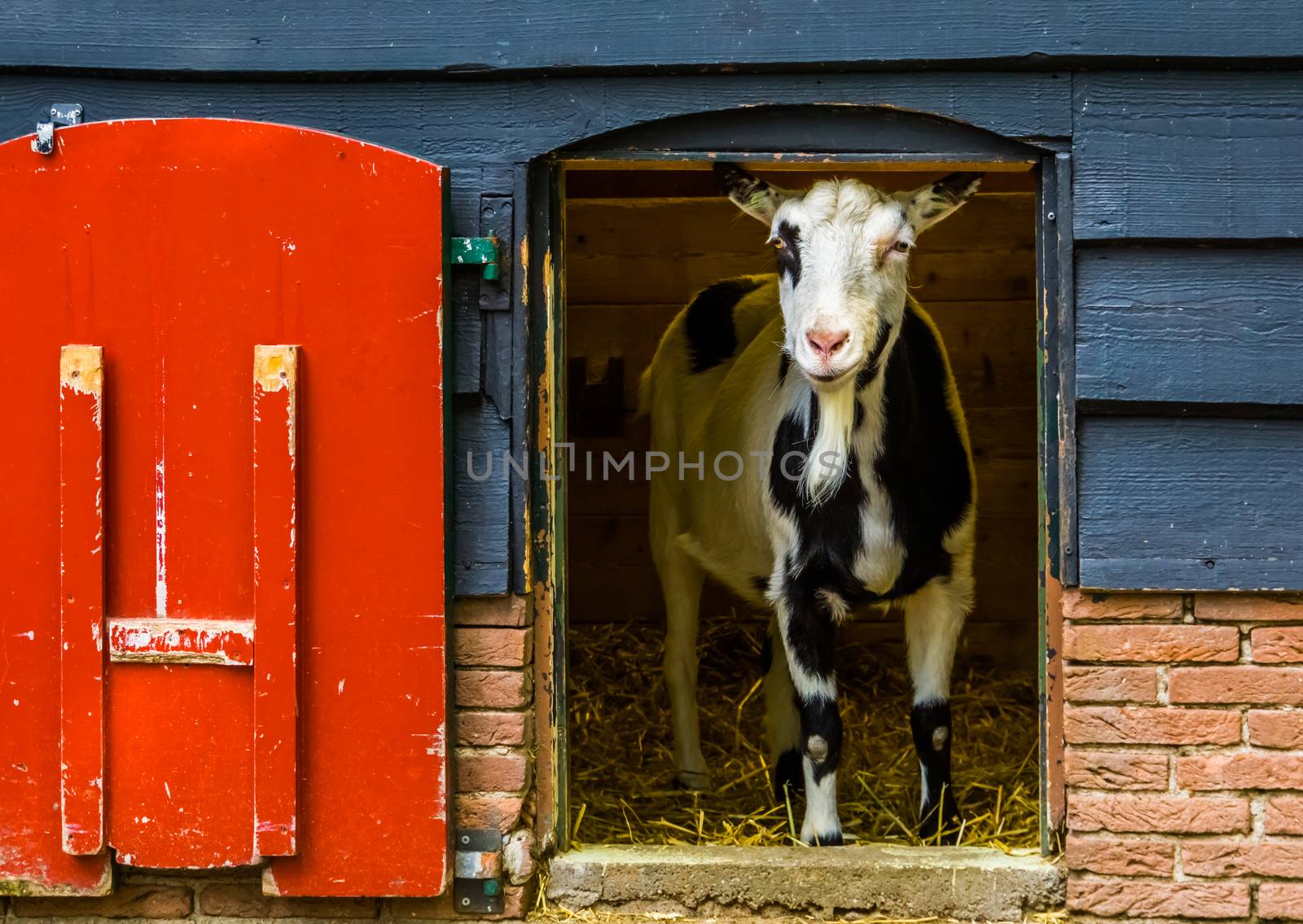 domestic black and white goat standing in the door opening, popular farm animals by charlottebleijenberg