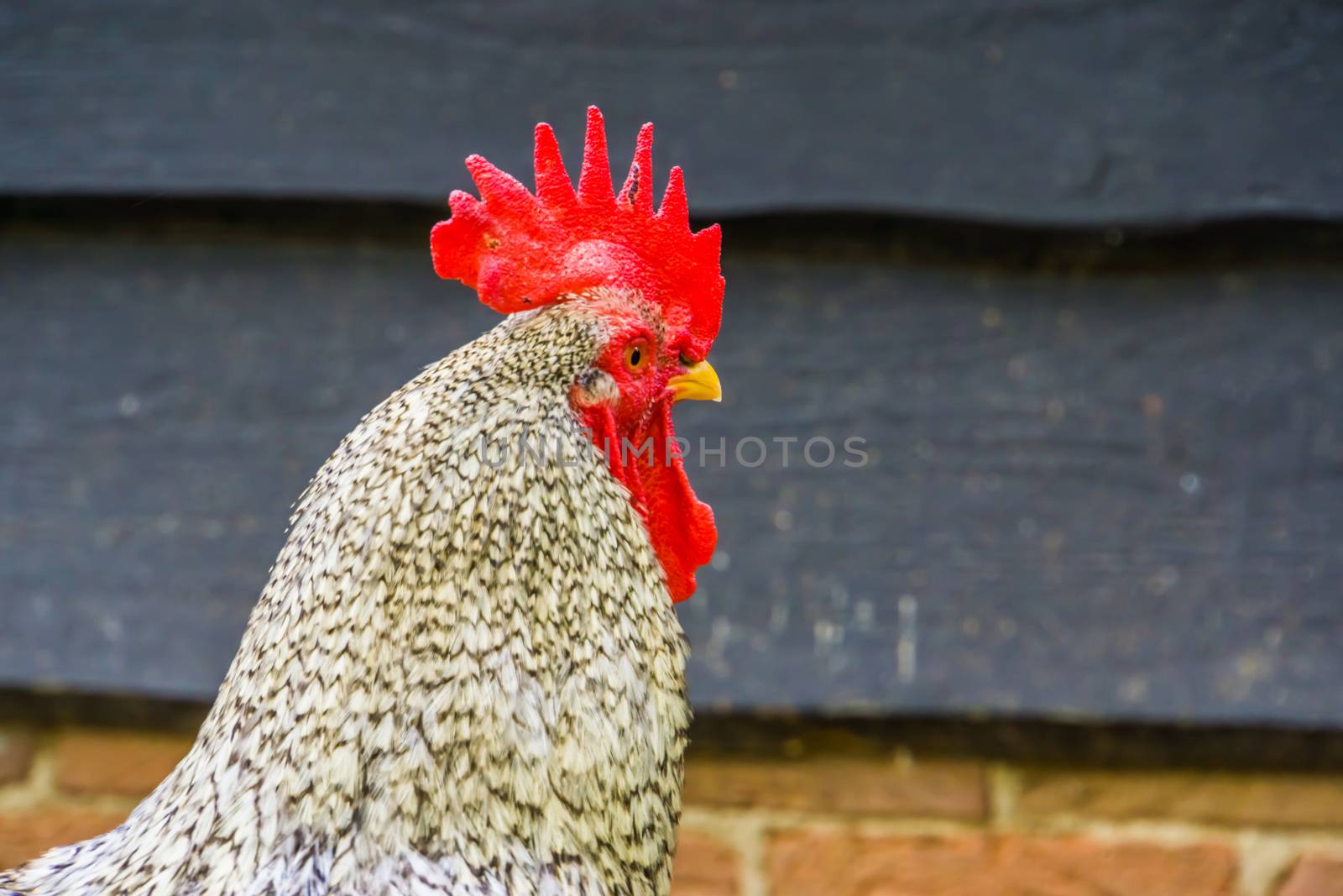 closeup of the face of a beautiful domesticated chicken, free range chicken on the farm, popular pet