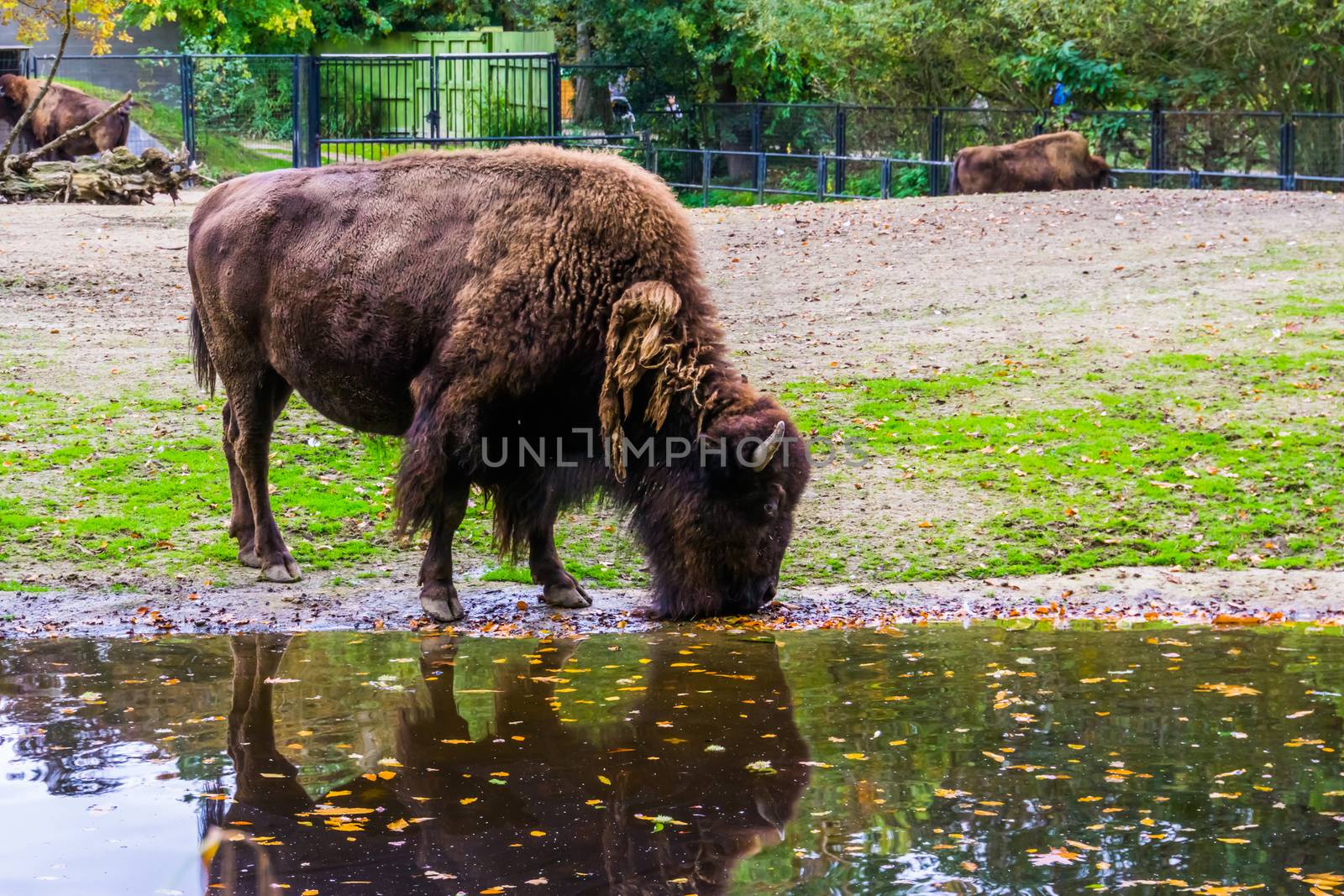 closeup of a european bison drinking water, vulnerable animal specie from Europe