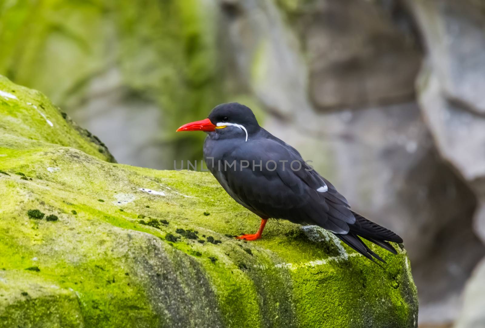 portrait of a male inca tern on a rock, coastal bird from America, near threatened animal specie