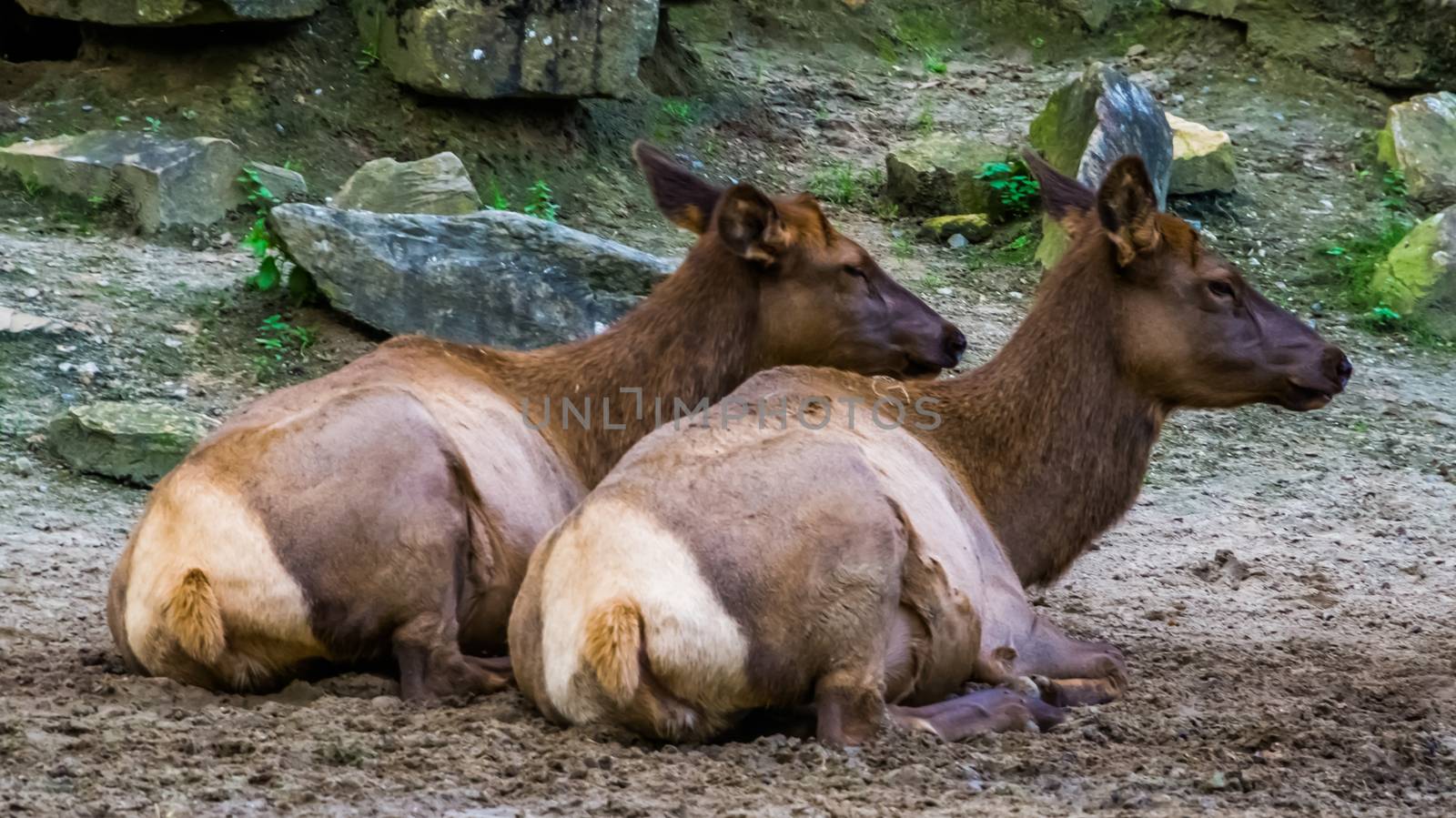 female wapiti couple sitting together on the ground, tropical deer specie from America by charlottebleijenberg