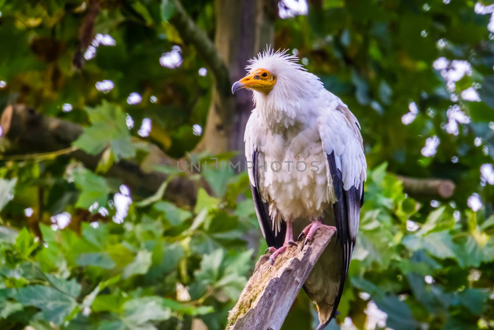 white egyptian vulture in closeup, tropical scavenger bird specie from Africa