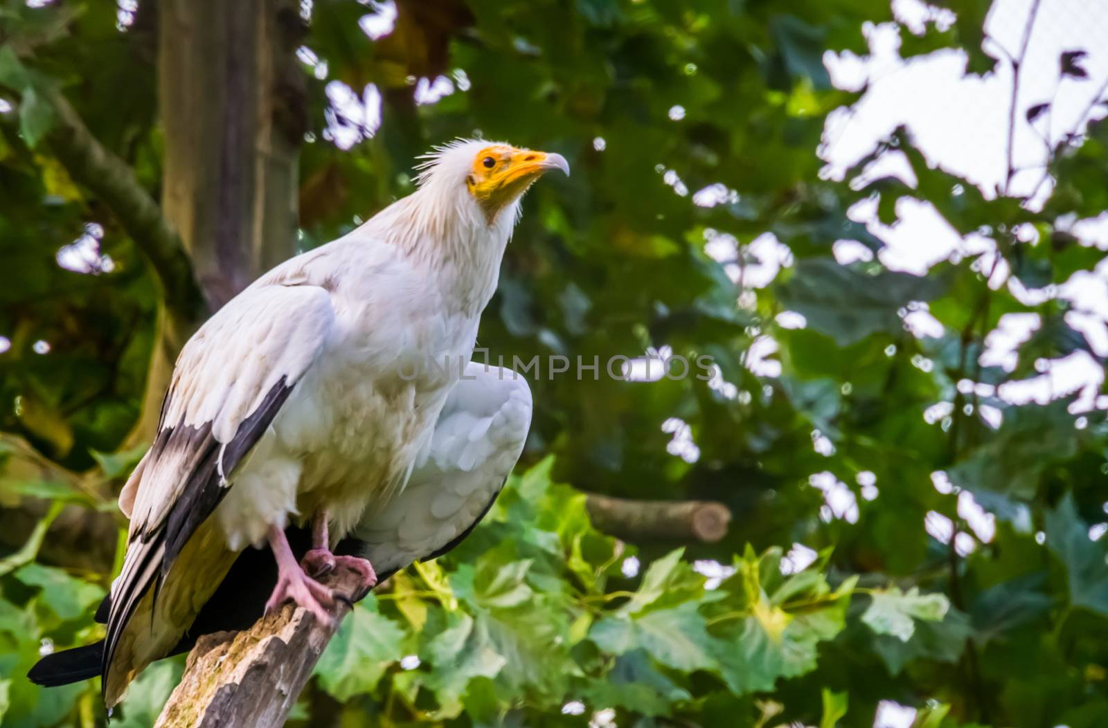 closeup portrait of a white egyptian vulture, Scavenger bird specie from Africa