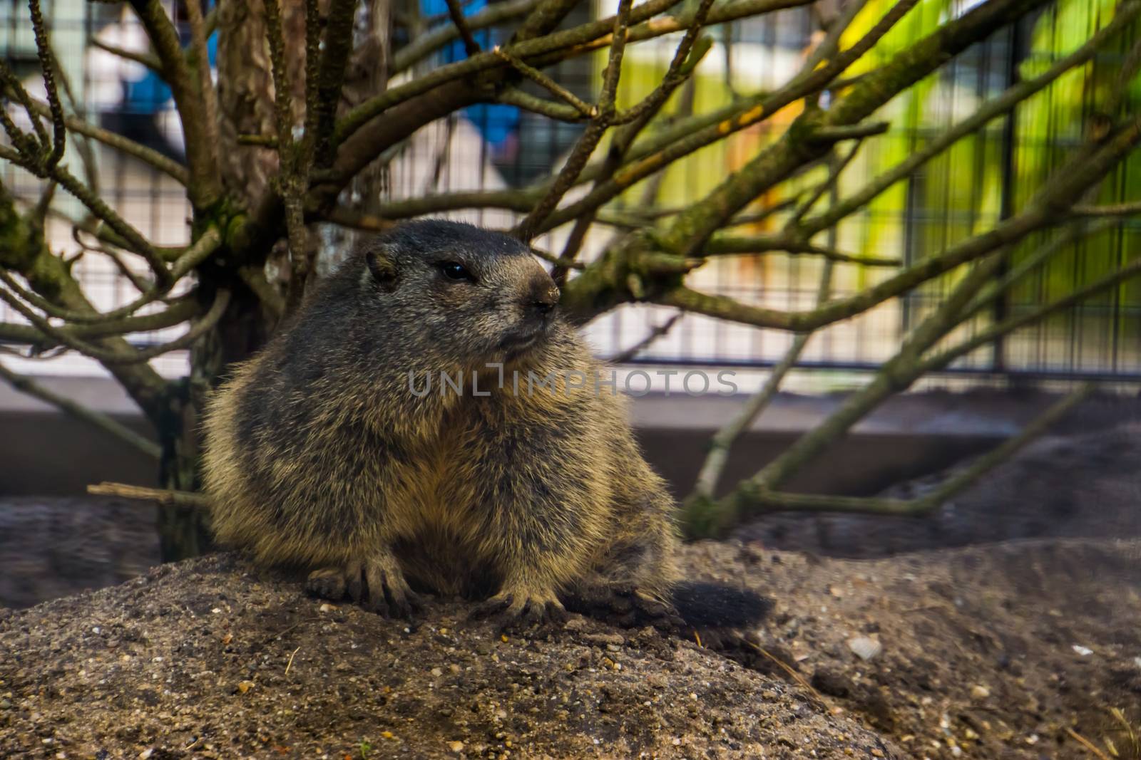 Alpine marmot, a wild squirrel from the alps of europe, rodent specie