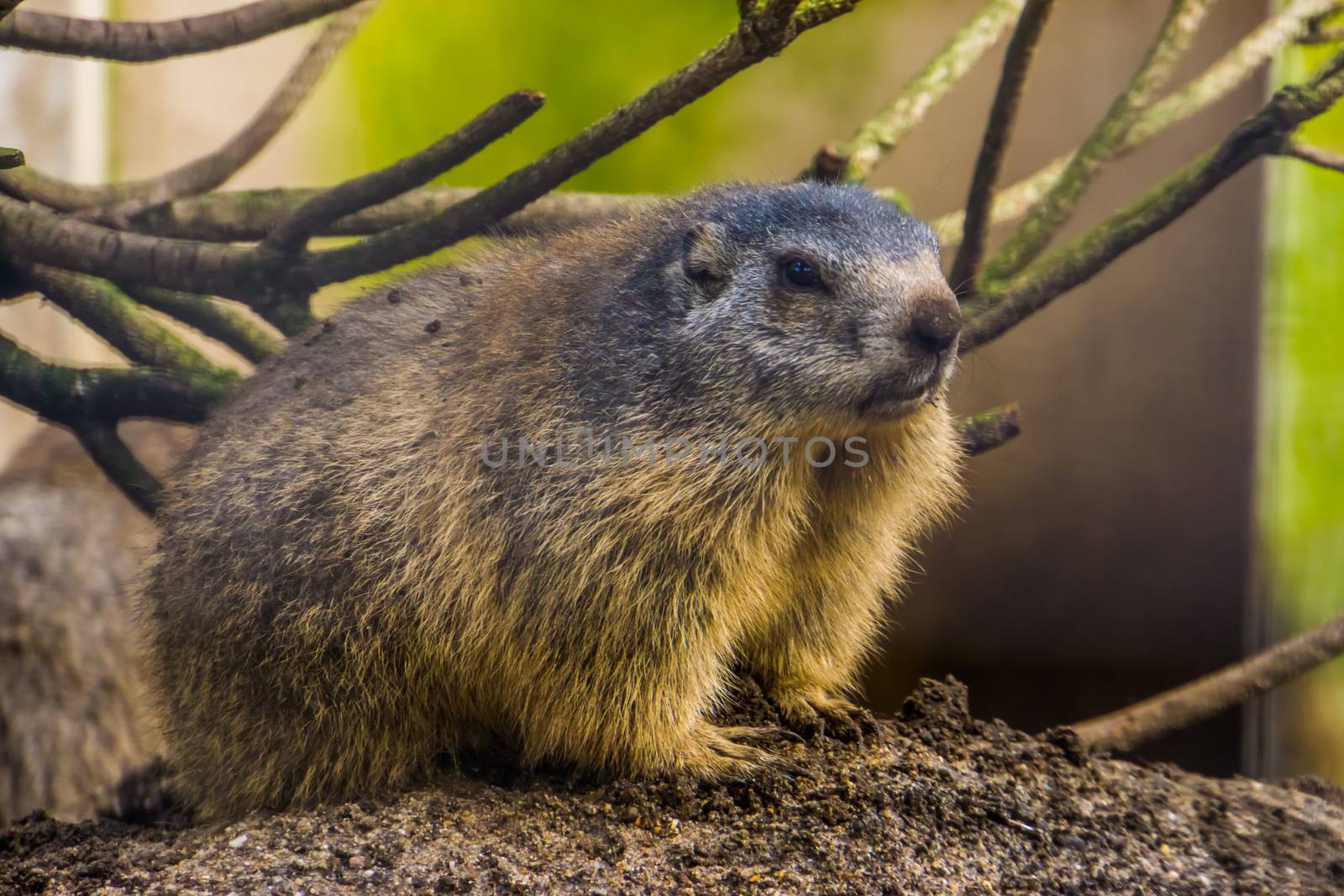beautiful closeup portrait of an alpine marmot, Wild squirrel specie from the Alps of europe