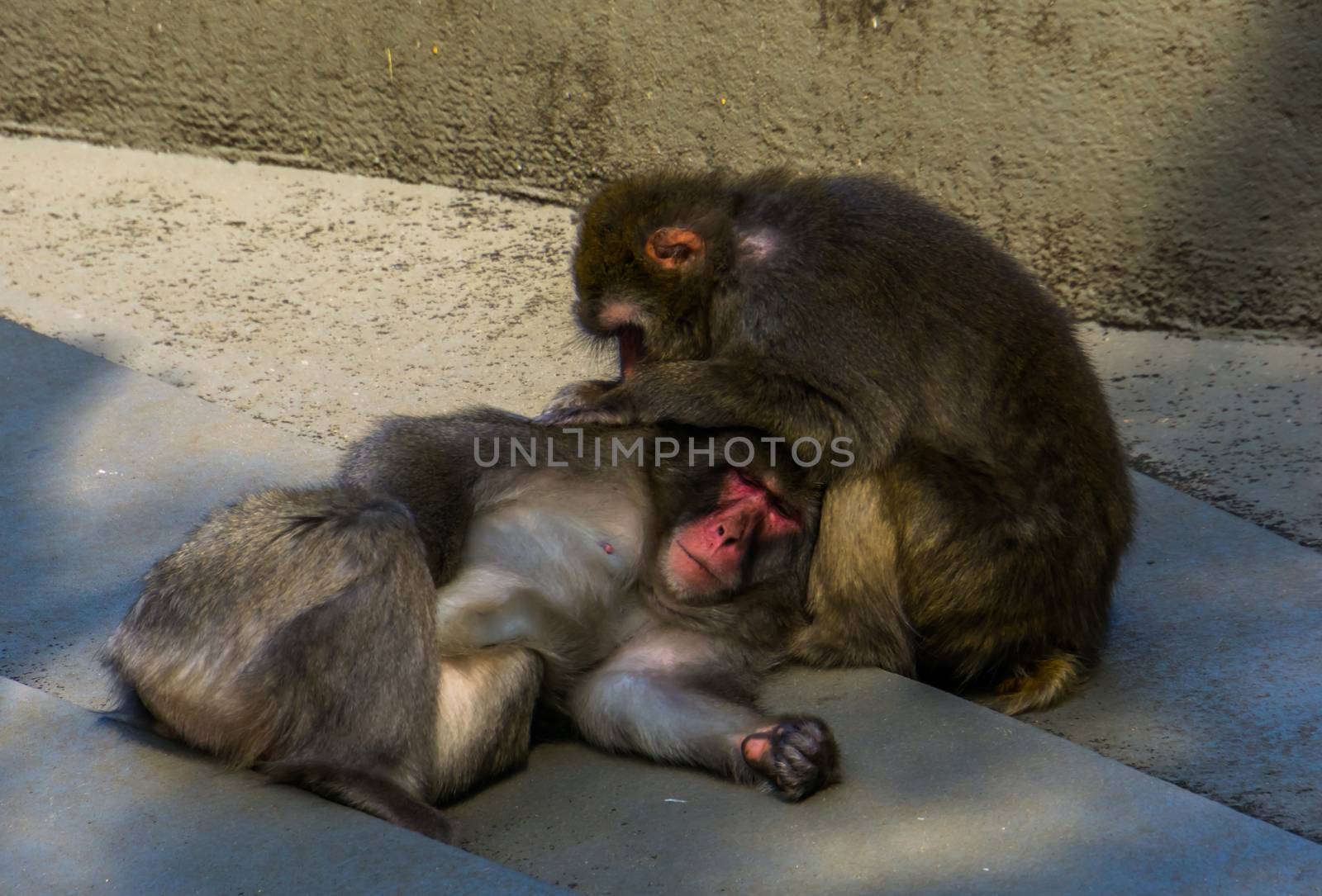 japanese macaque couple grooming each other in closeup, typical social primate behavior, tropical monkey specie from Japan