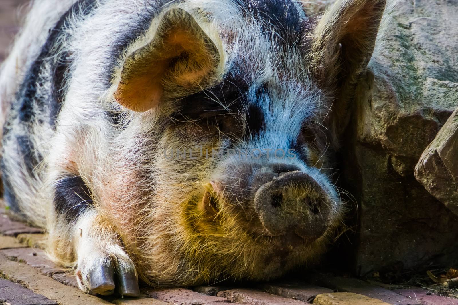 closeup of the face of a domestic pig, popular zoo and farm animals