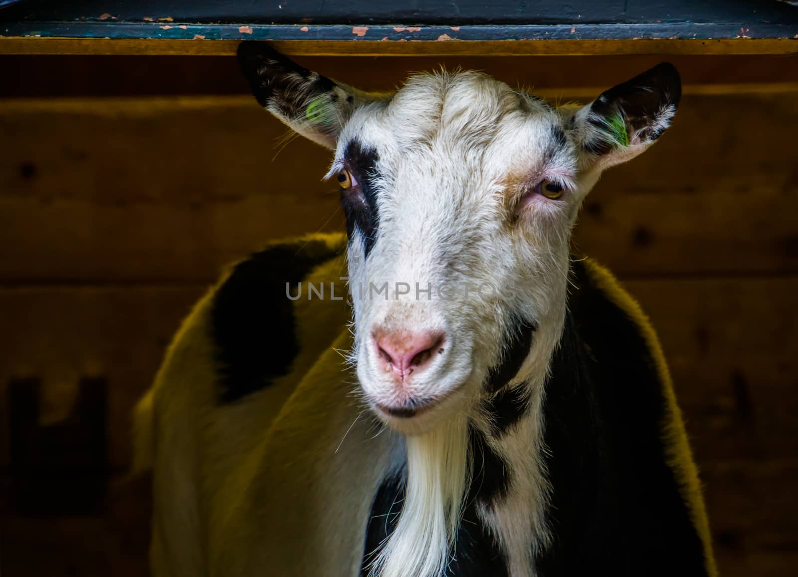 closeup portrait of a domestic goat, Adorable farm animal, popular pet