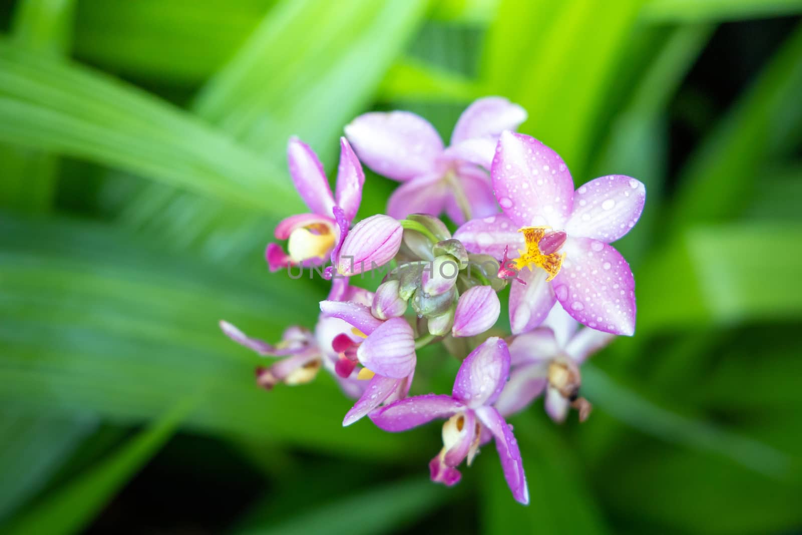 Beautiful blooming orchids in forest, On the bright sunshine