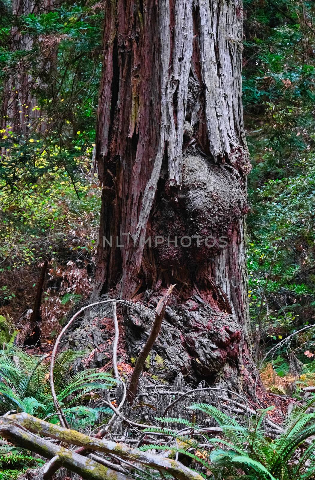 Giant Burl on Redwood Tree