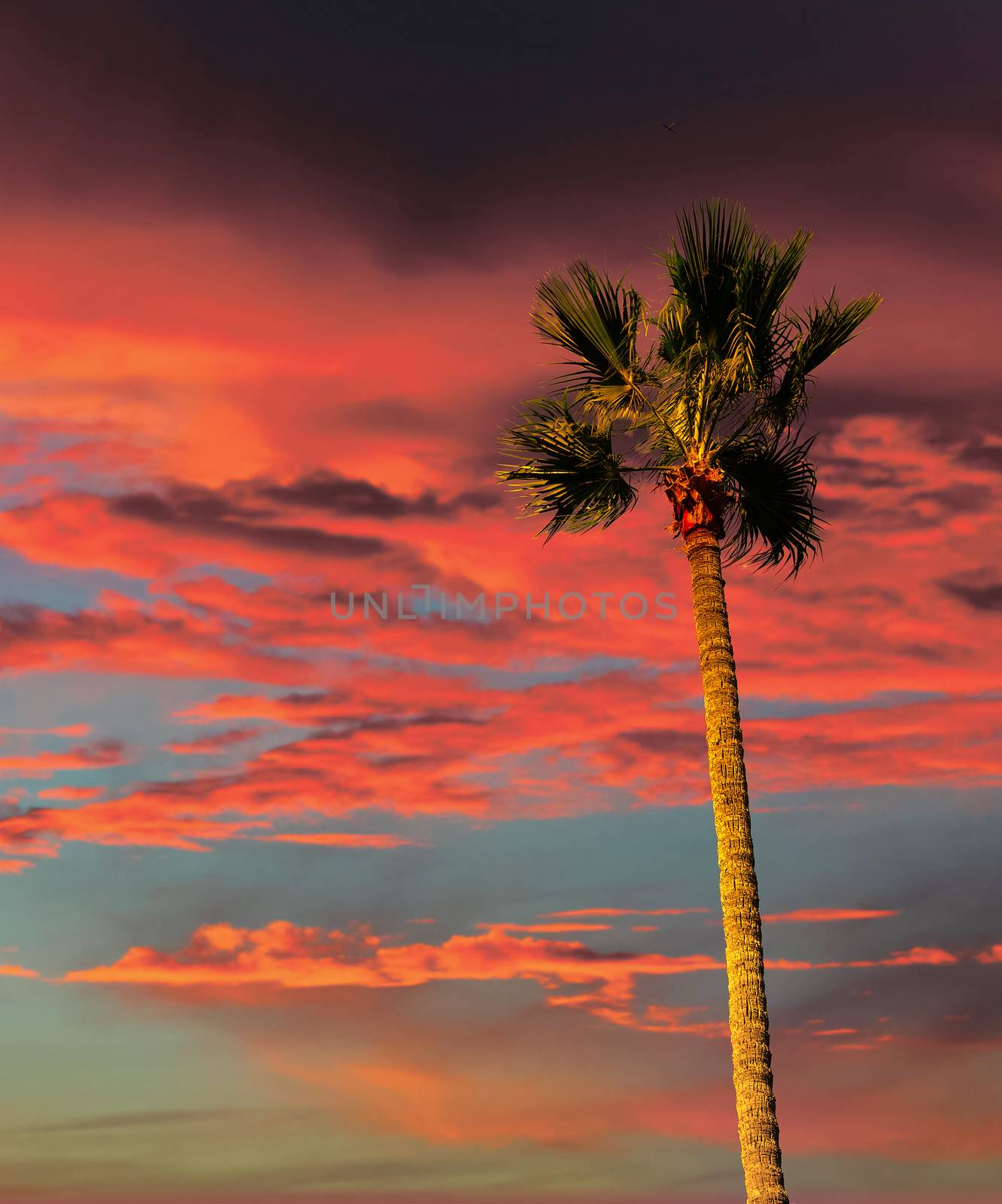 Palm Tree on Tropical Sunset with Copy Space