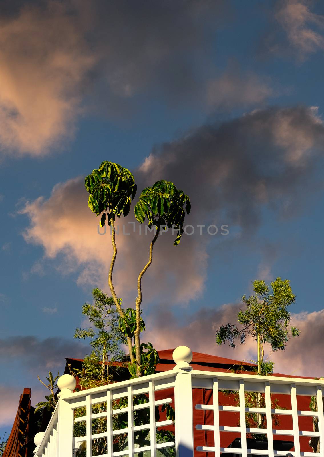 Potted Tree on Wood Balcony under Early Sky