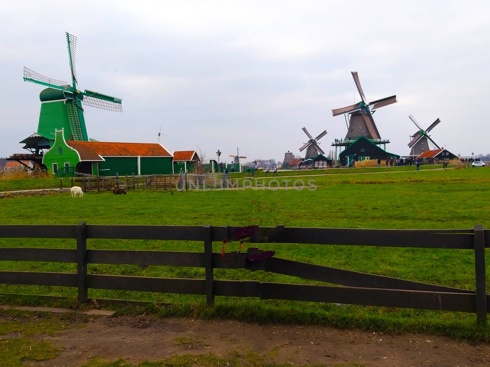 a rural scene of a dutch farm