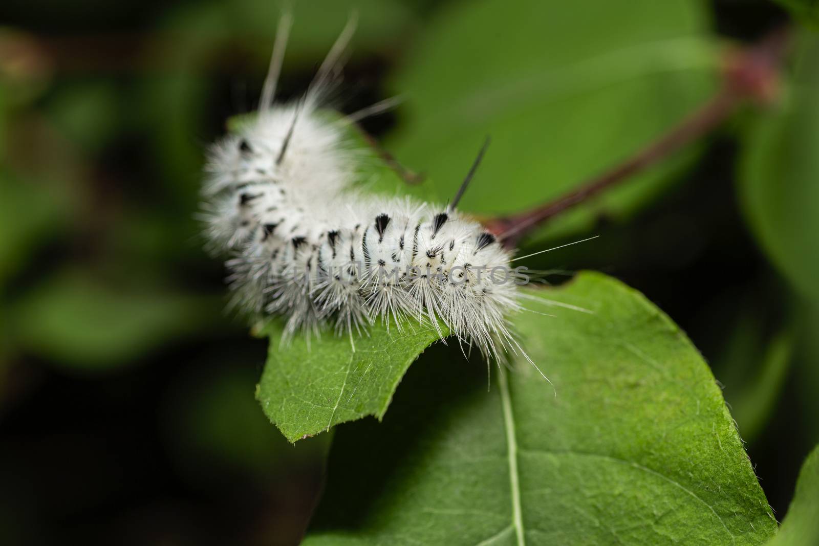 Hickory tussock moth by mypstudio